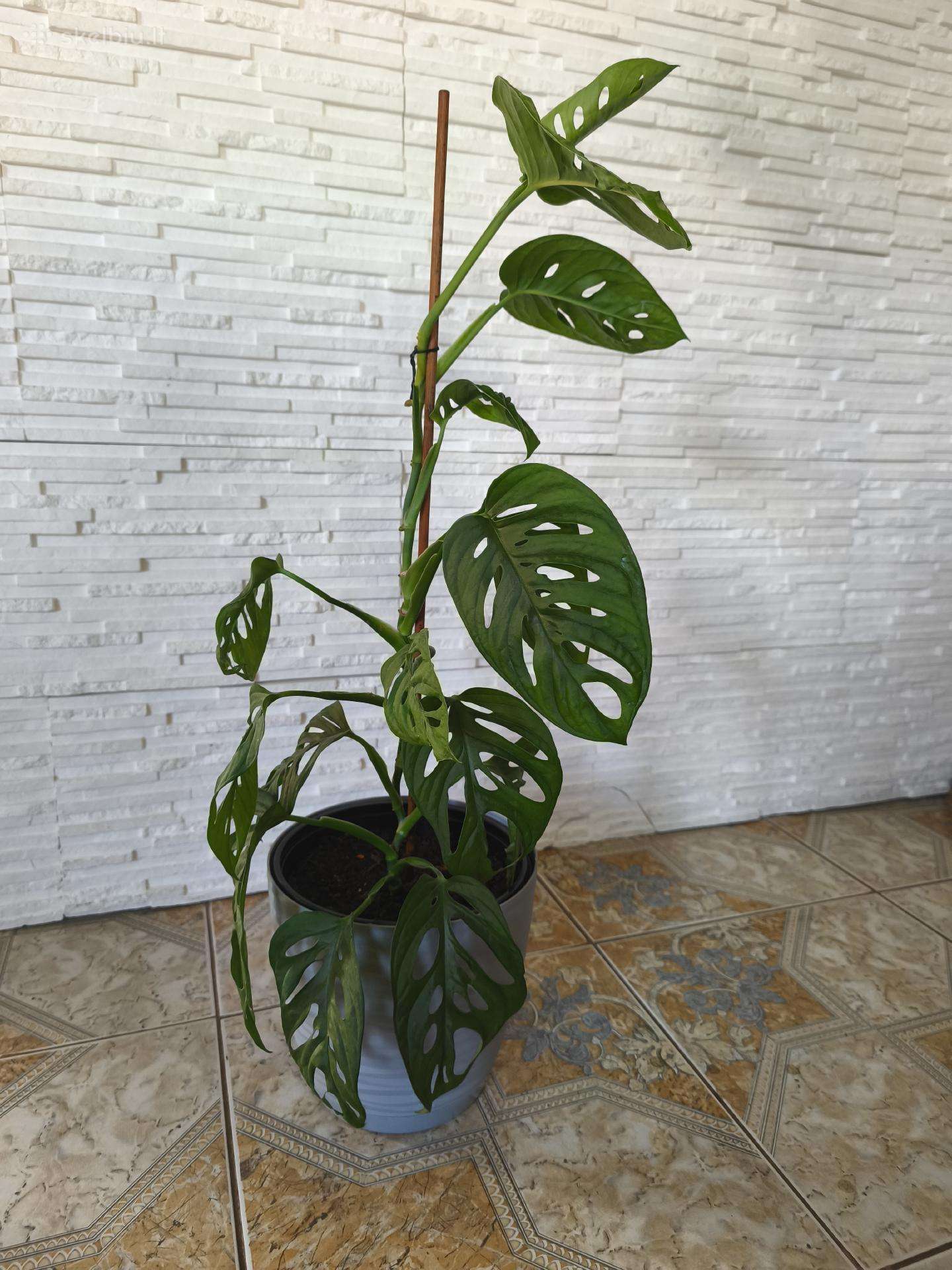 Monstera