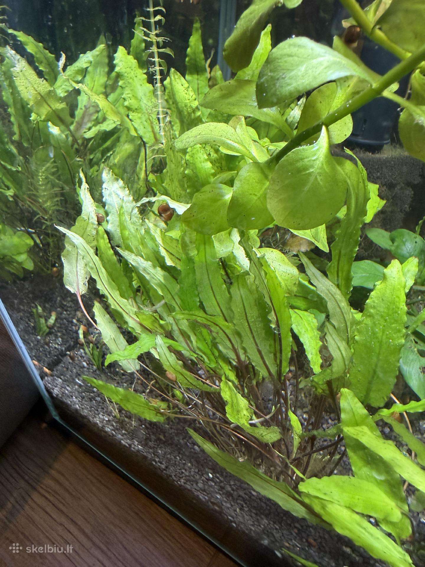 Augalai is akvariumo 50l