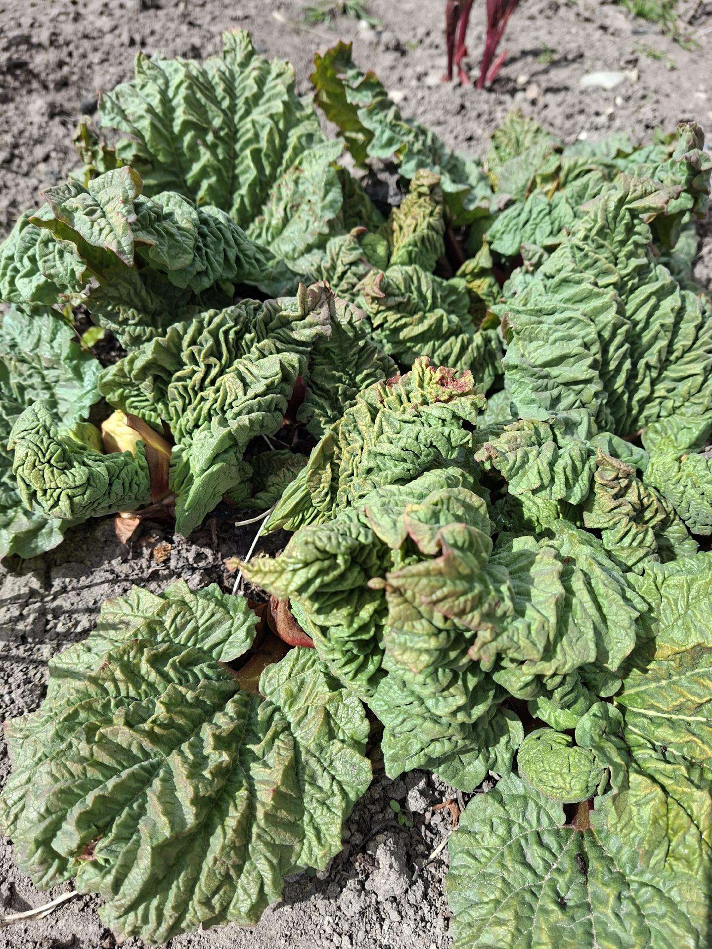 Didysis rabarbaras