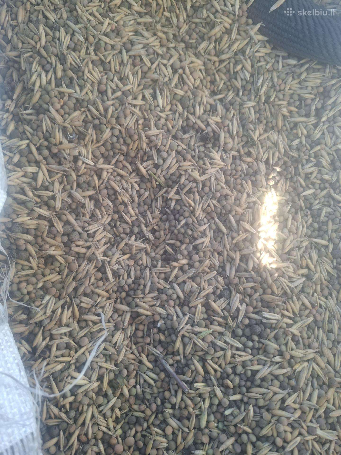 Parduodu avižas, vikius