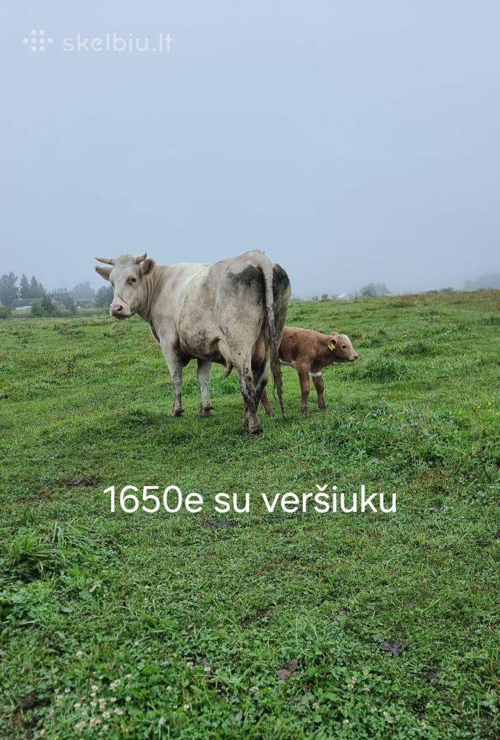 Parduodu banda tolimesniam auginimui: