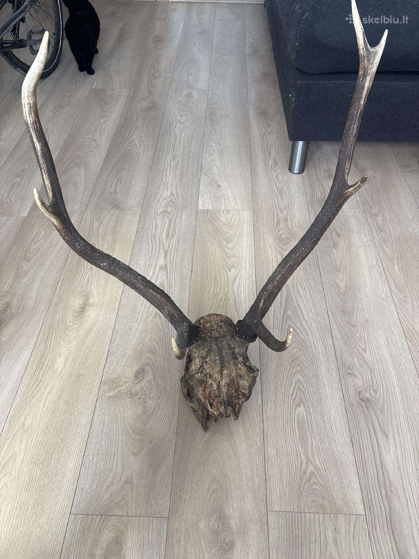 Elnio ragai su kaukole