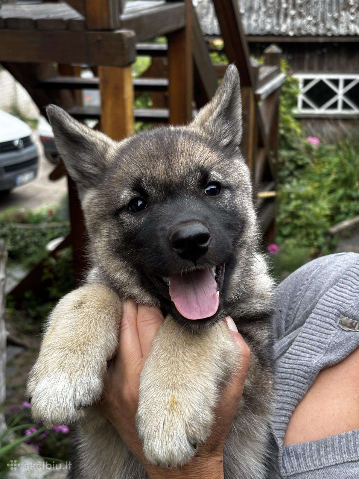 Pirmoji Norvegų Elkhundų vada Lietuvoje
