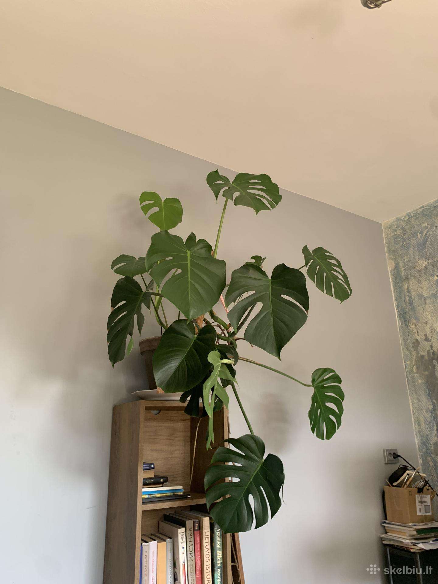 Monstera