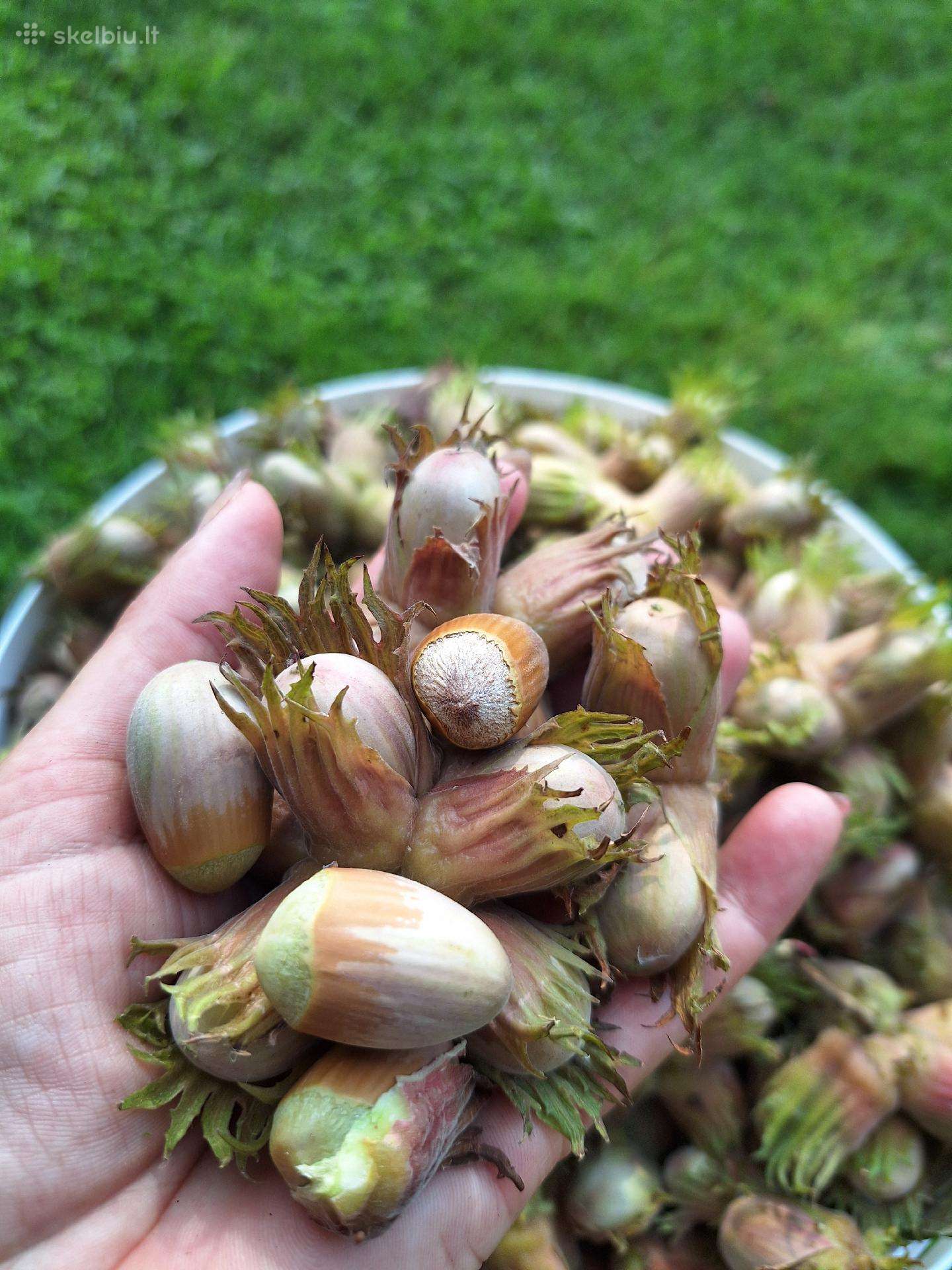Riešutai