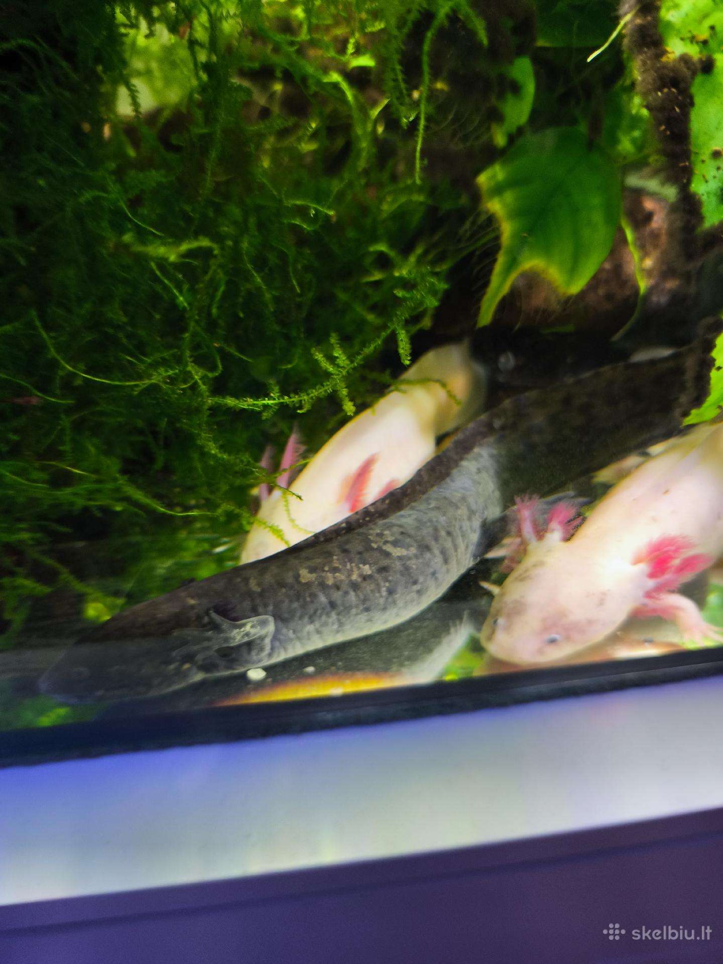 Parduodu
