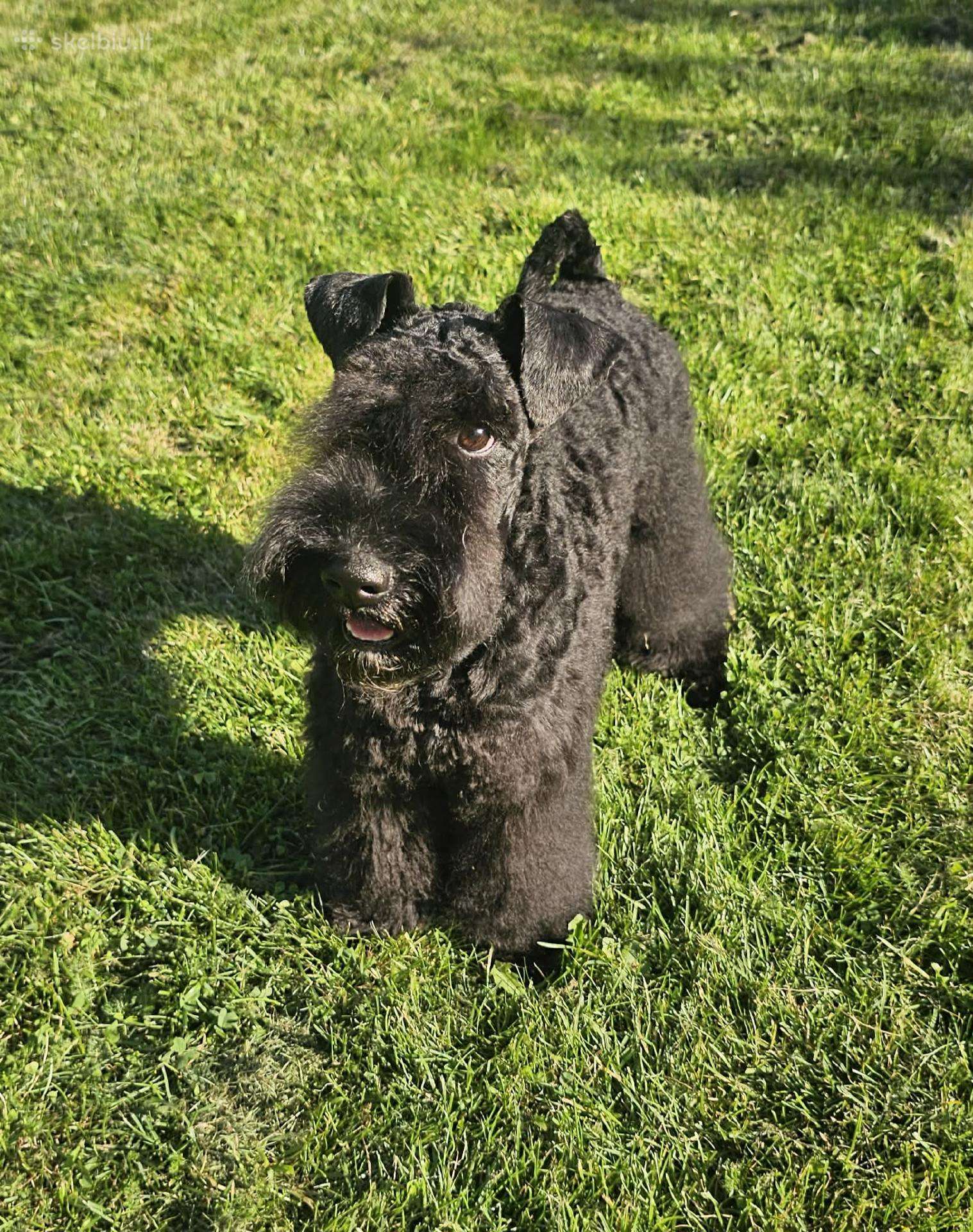 Kerry Blue Terrier