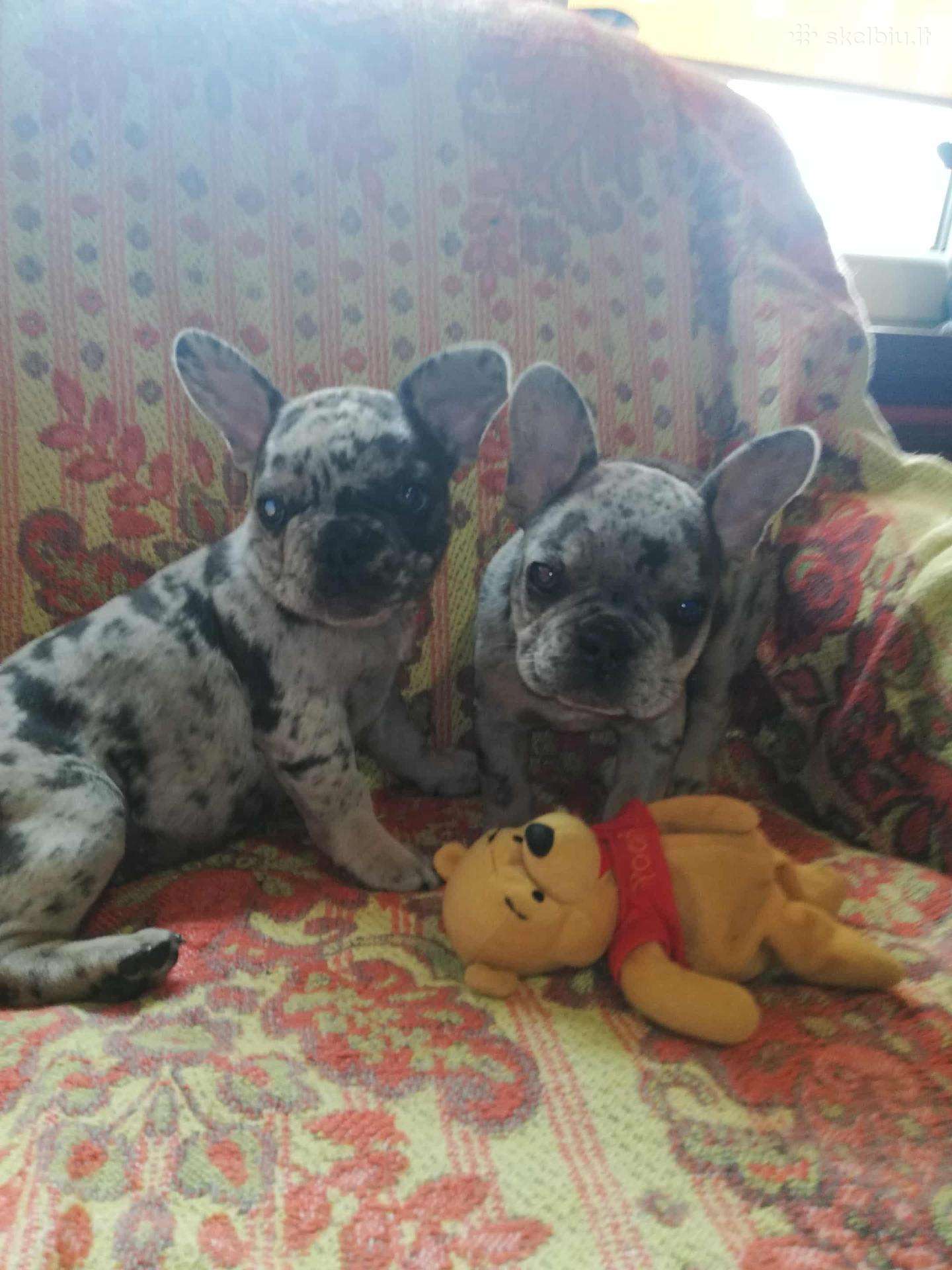 Prancuzu buldogai/prancuziukai/french bulldog