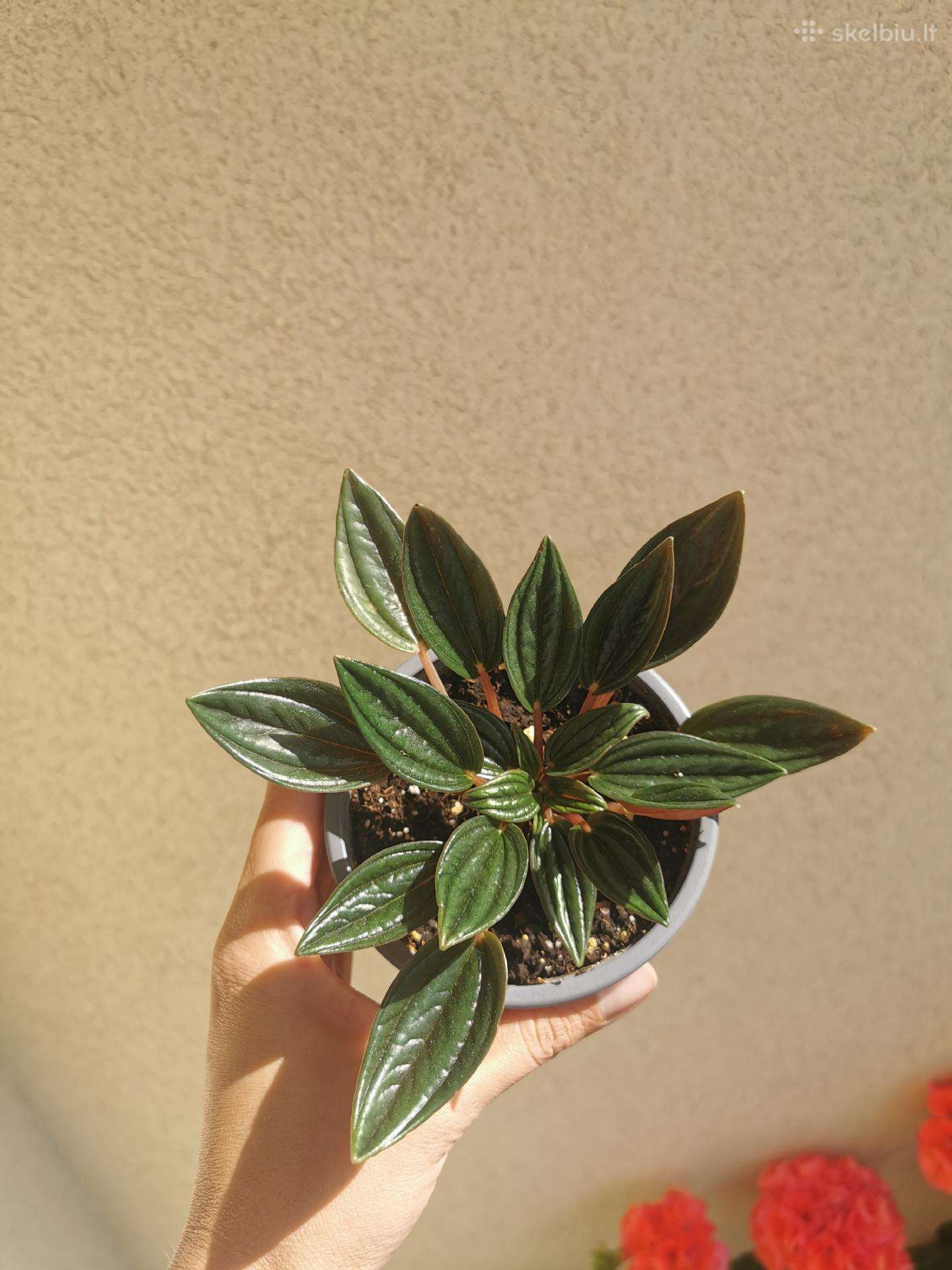 Peperomia Rosoo