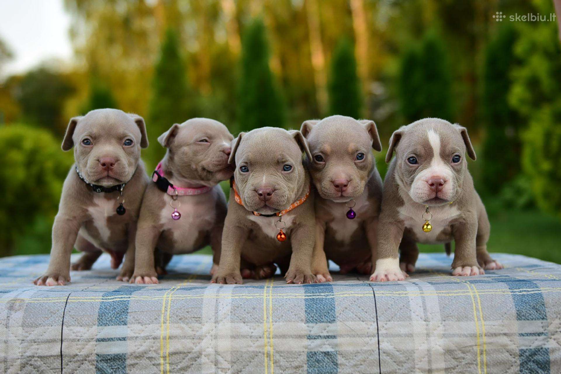 American bully pocket