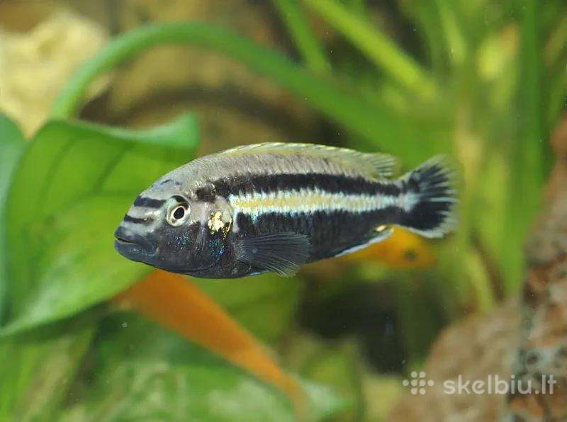 Dovanoju Melanochromis auratus patinėlį