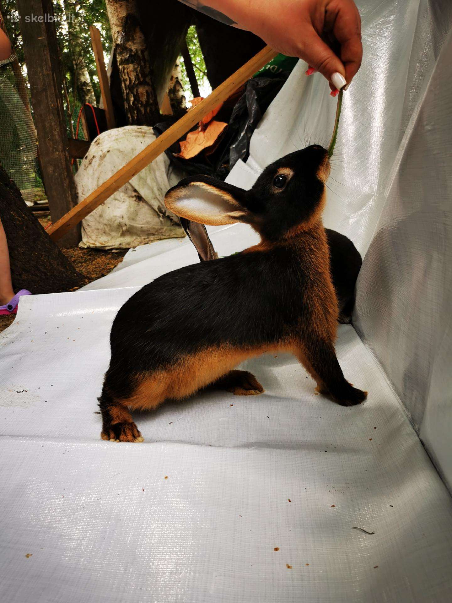 Triušiai Ugniniai. Black other rex.