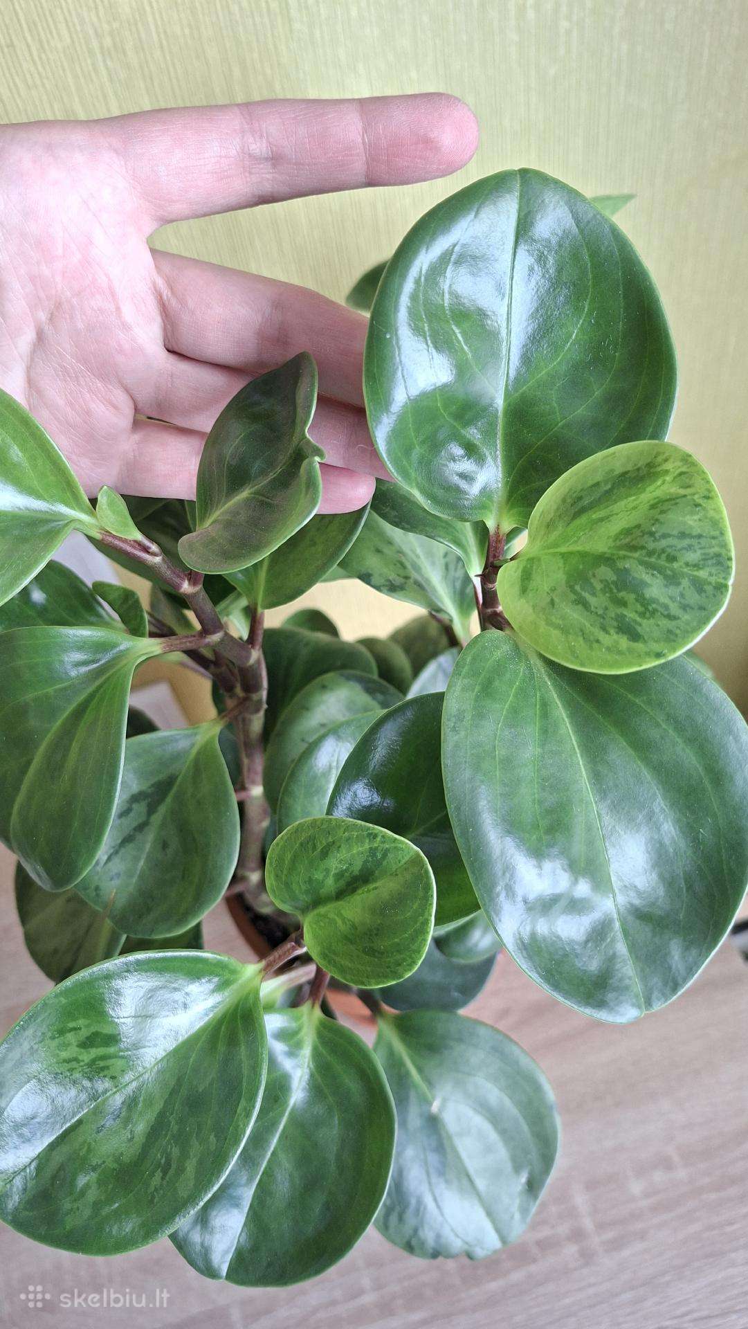 Peperomia obtusifolia Green gold