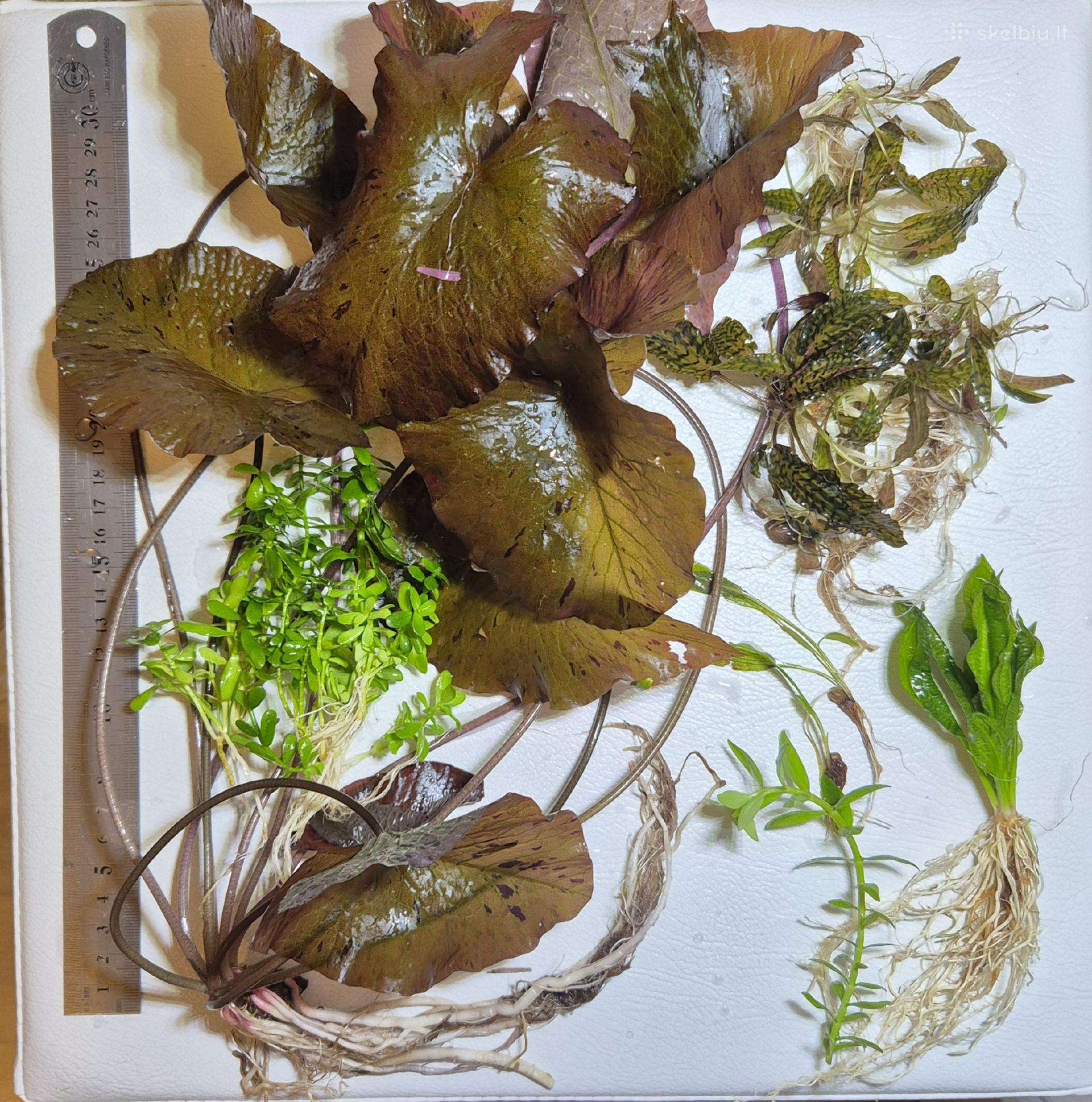 Akvariumo augalai