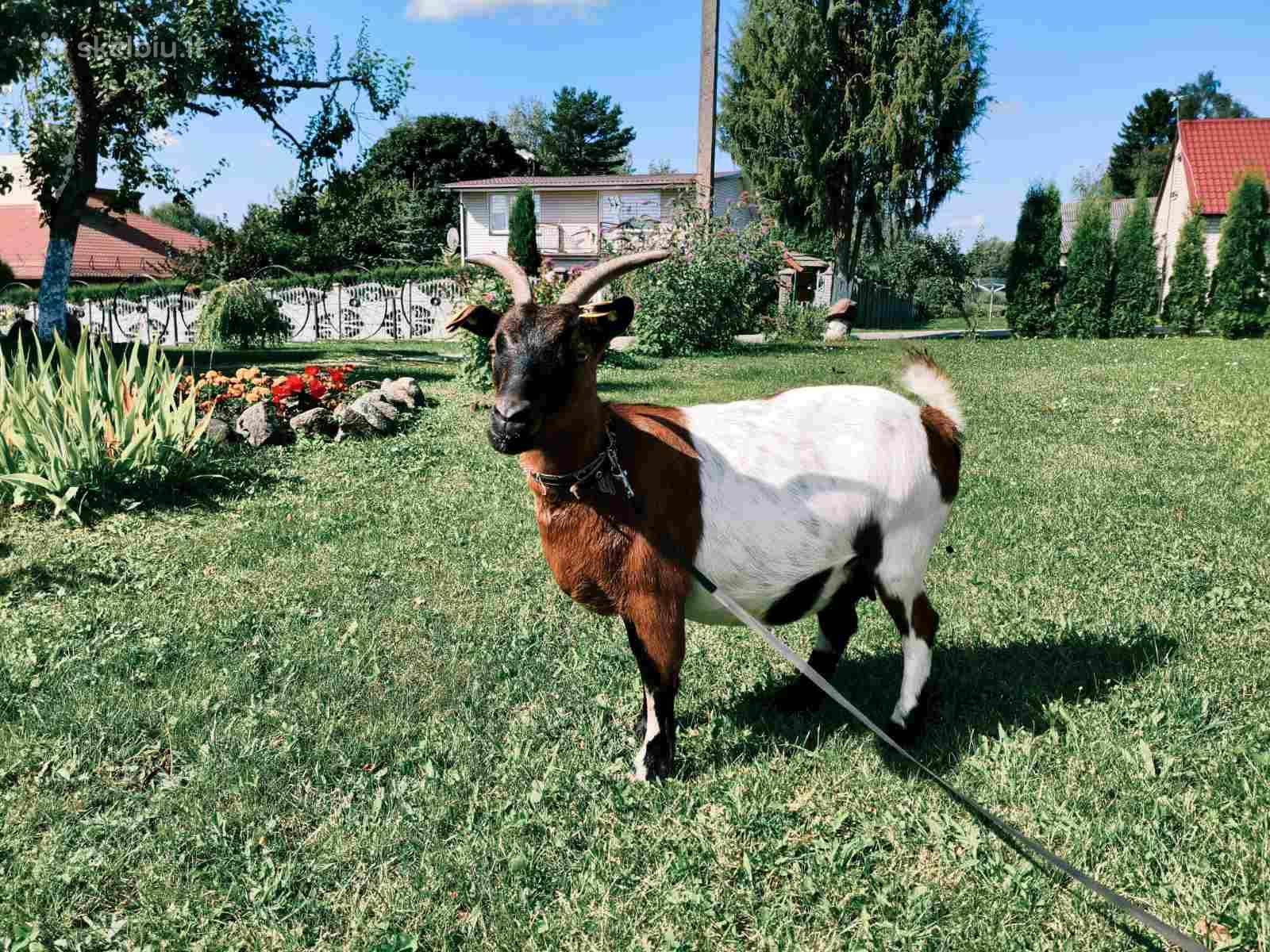 Parduodu mini olandų veislės ožką