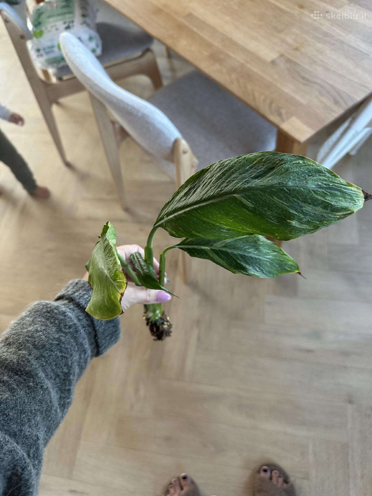 Vėzdūnė domino