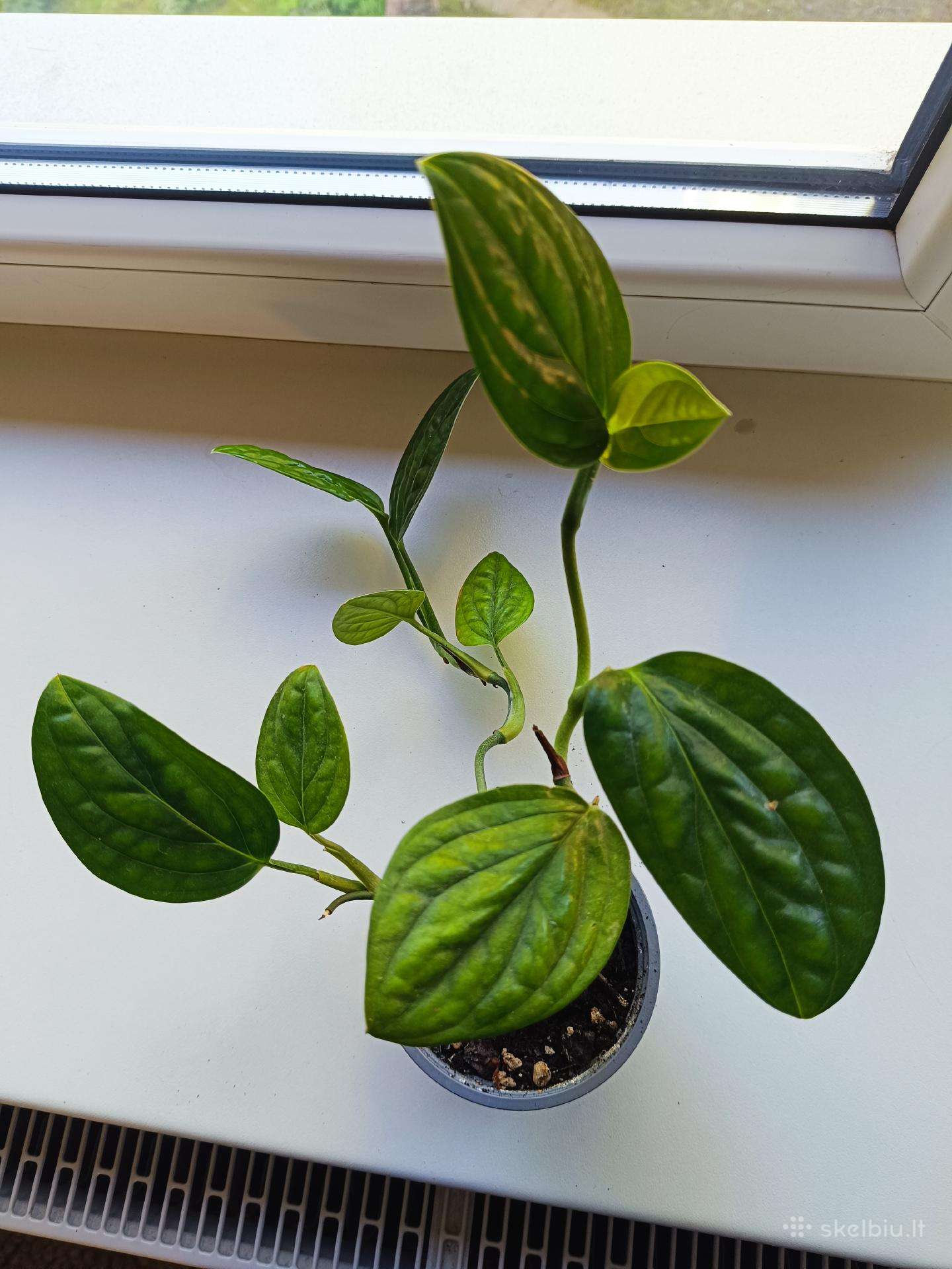Monstera peru