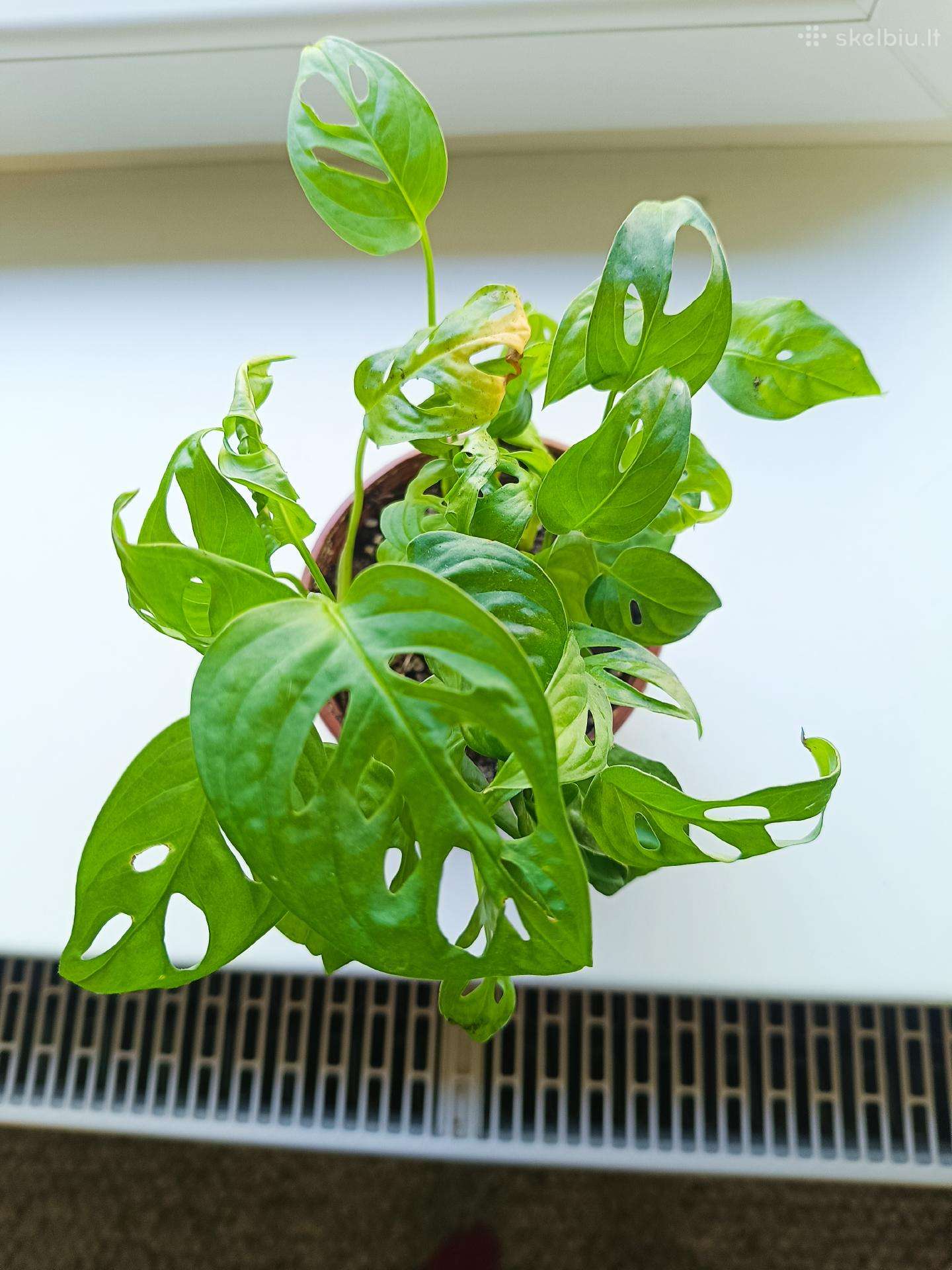 Monstera Adansonii