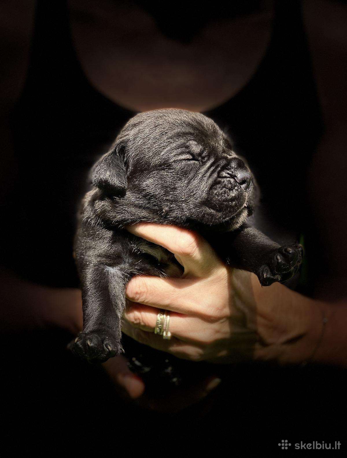 Cane Corso šuniukai su kilmės dokumentais