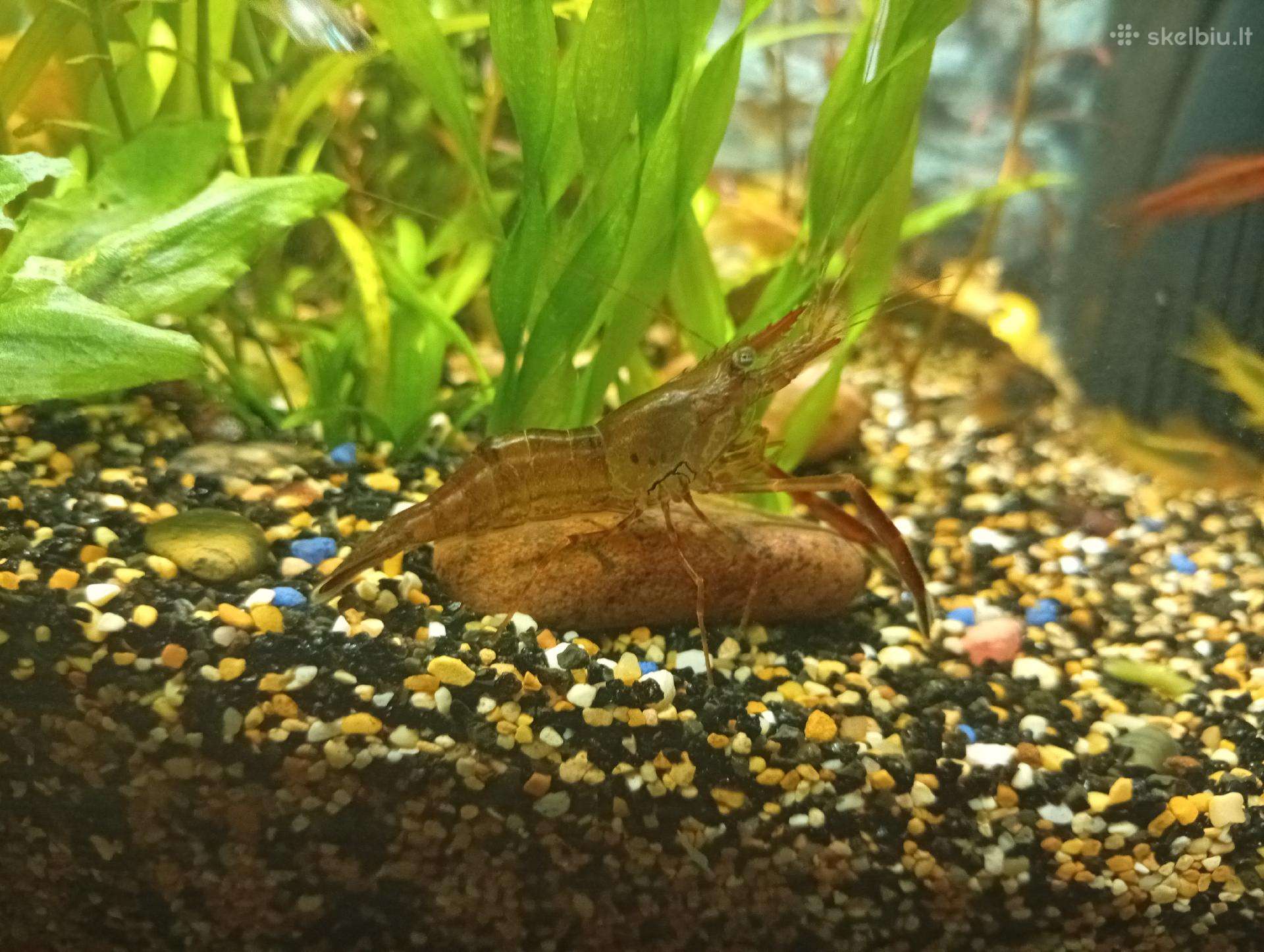 Parduodamos Macrobrachium dajanum krevetės