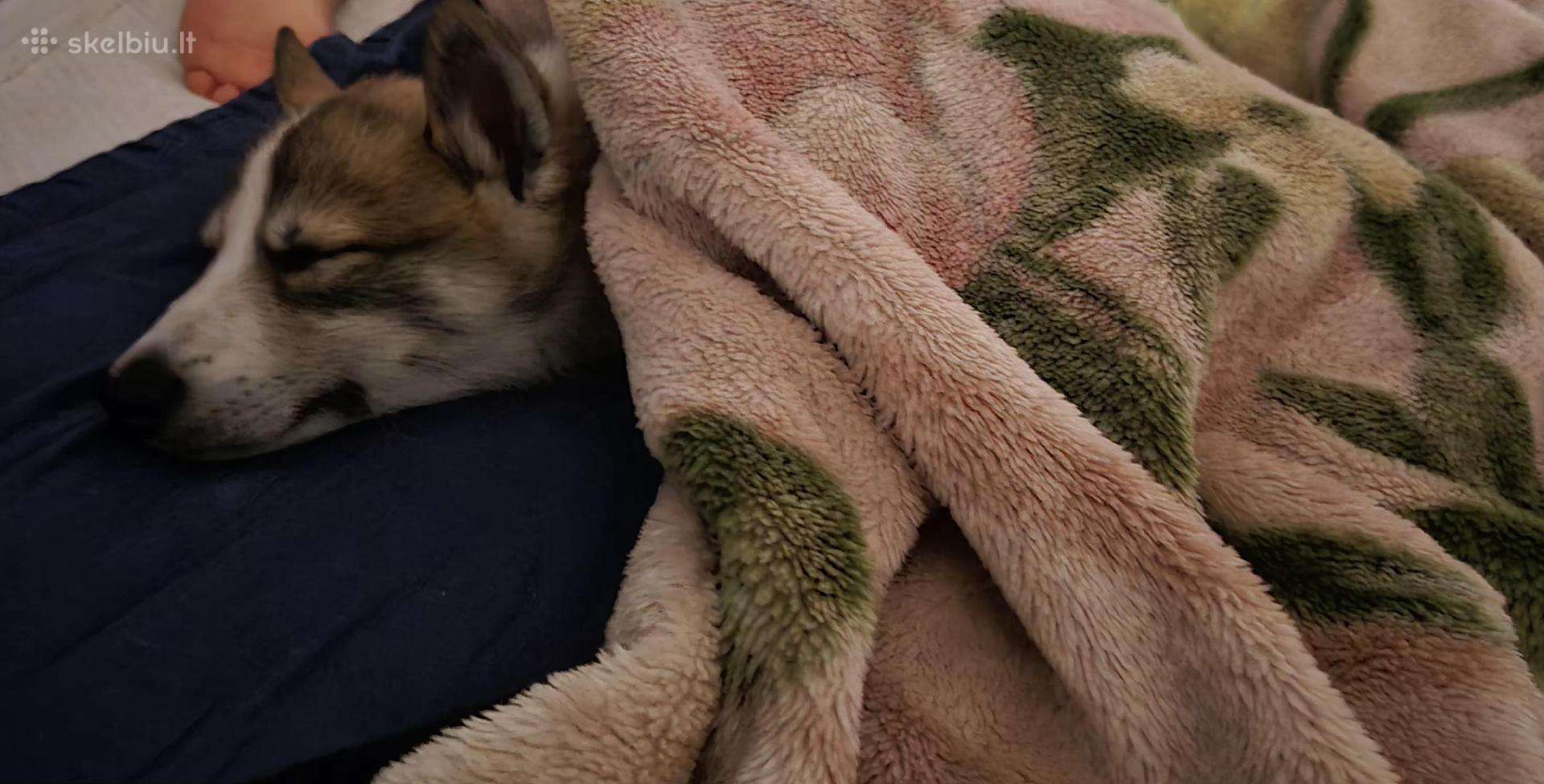 Parduodame 3mėnesiu vakarų Laika