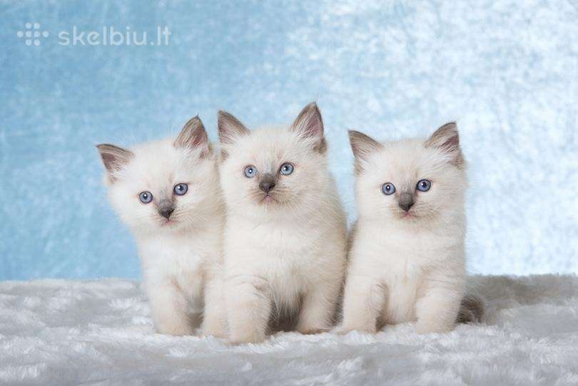Ragdoll katinėliai