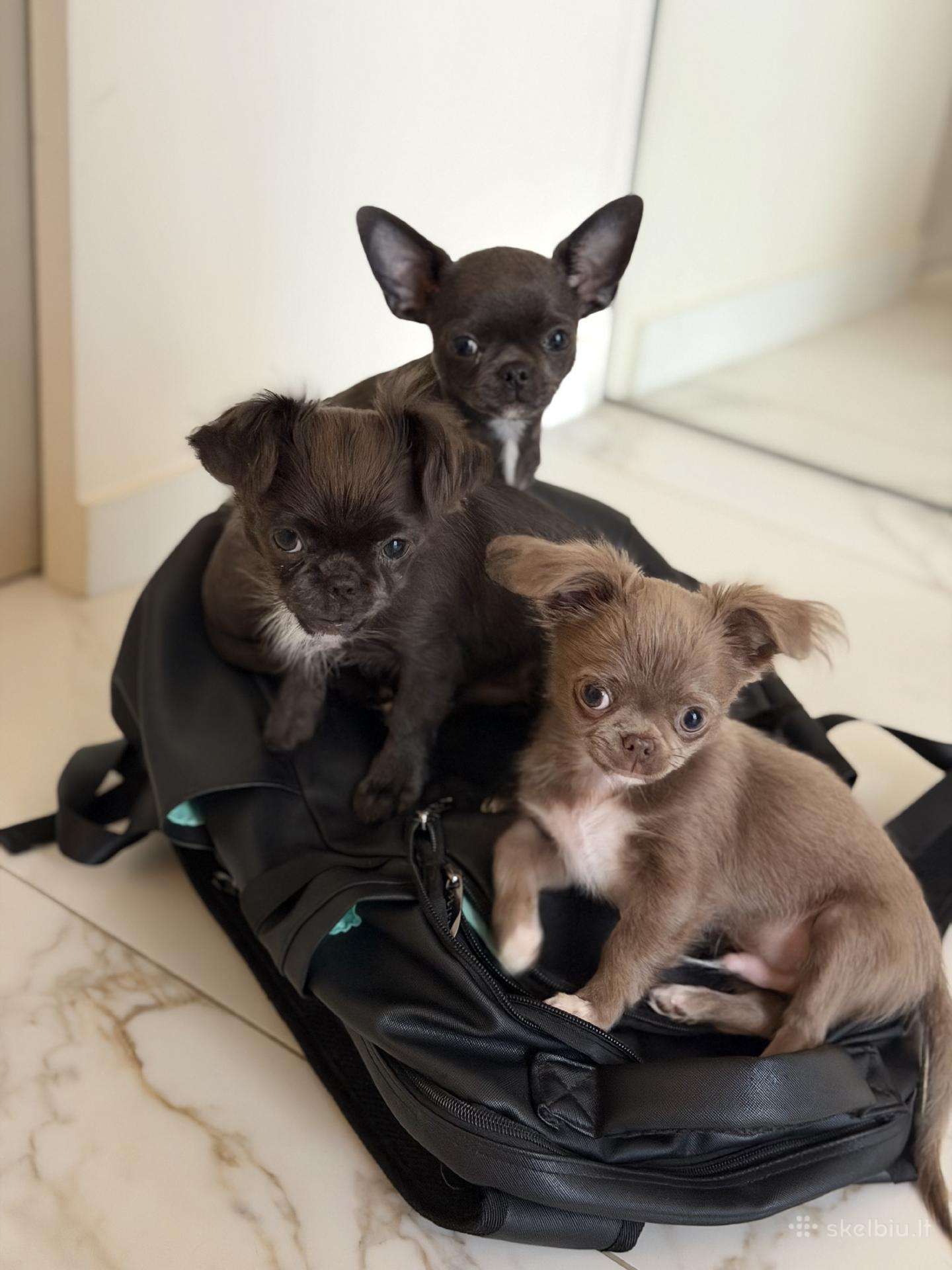 Trys chihuahua berniukai