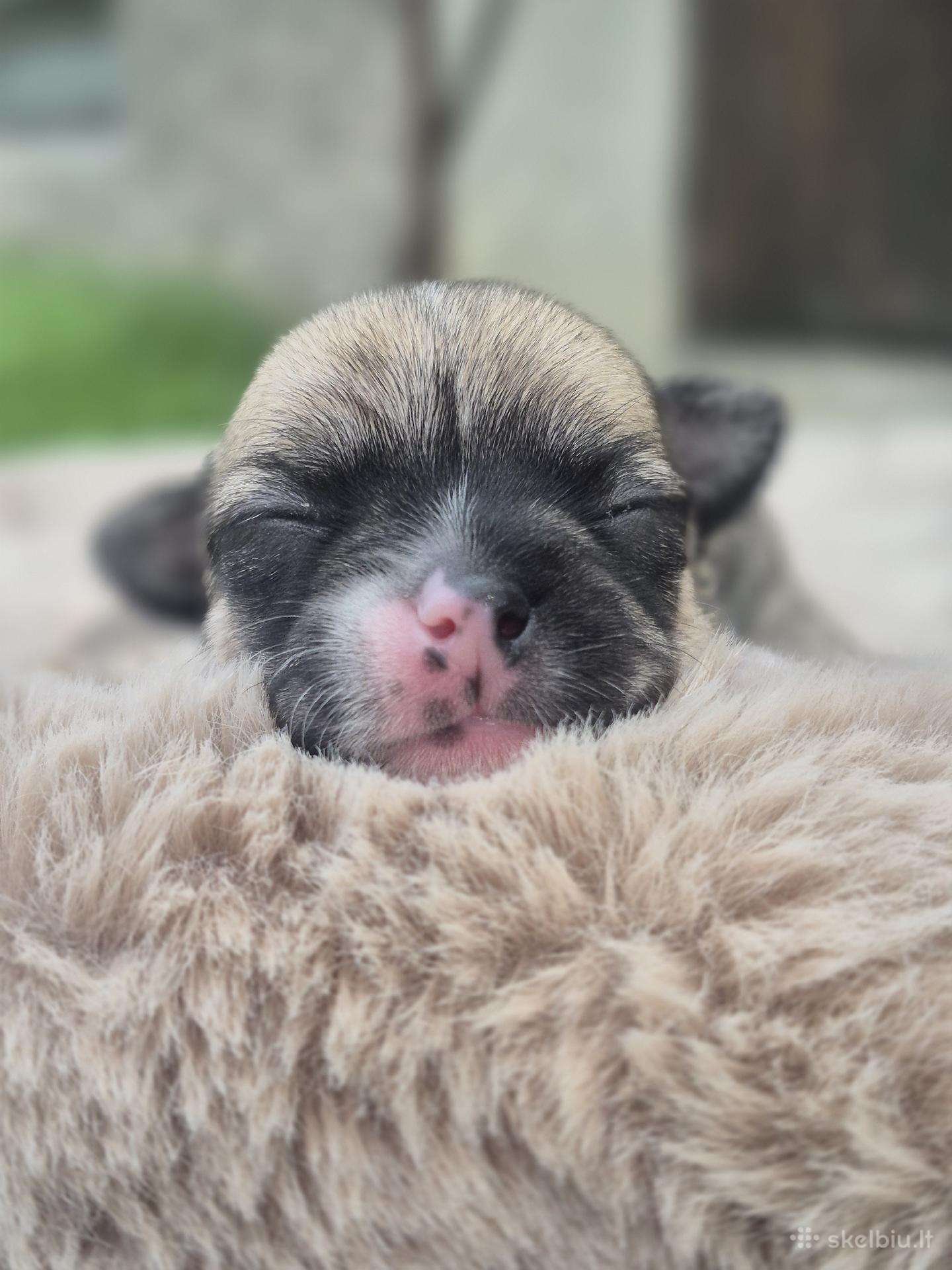 Chihuahua