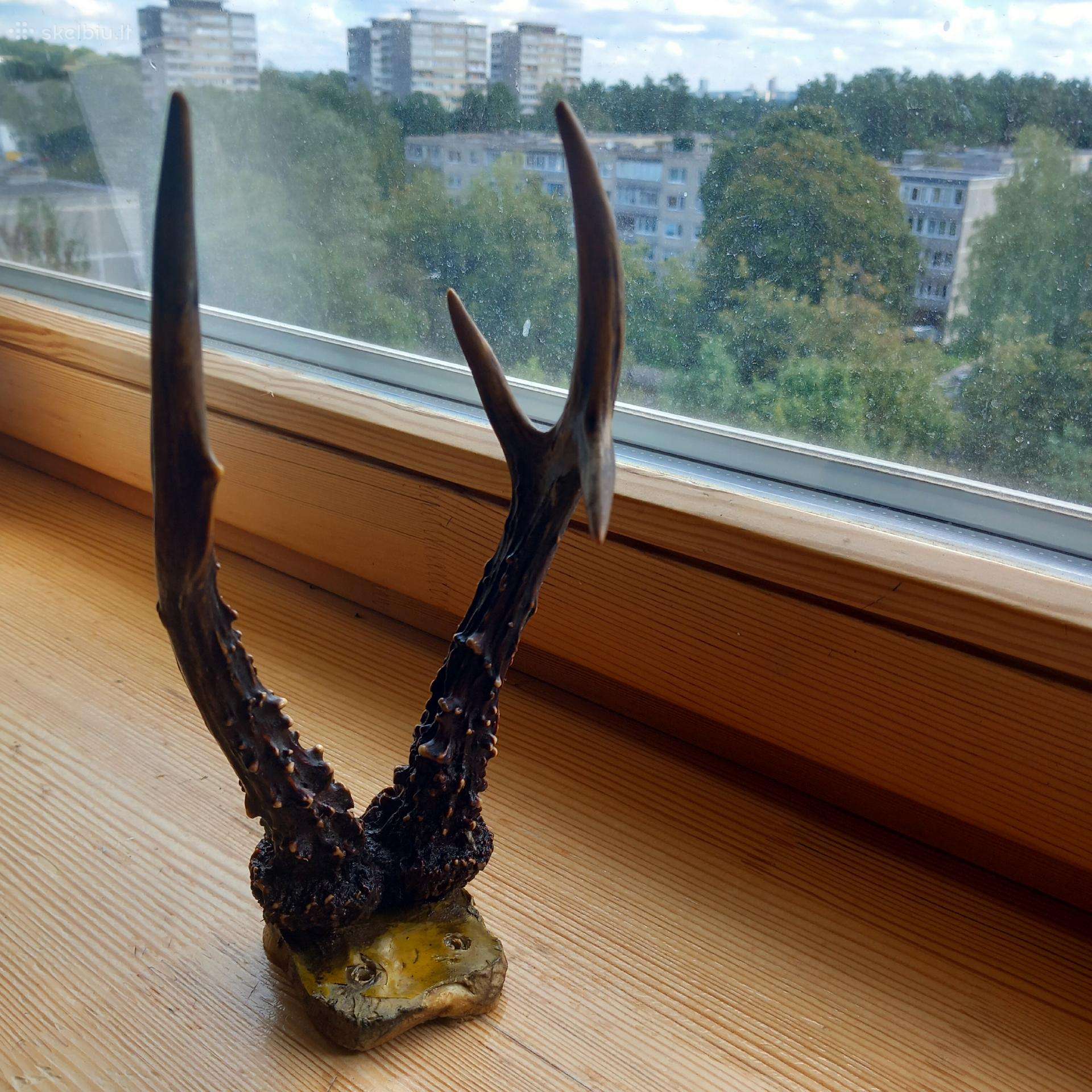Stirnos ragai