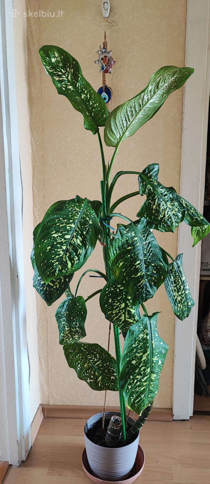 Gėlė difenbachija palmė 140cm
