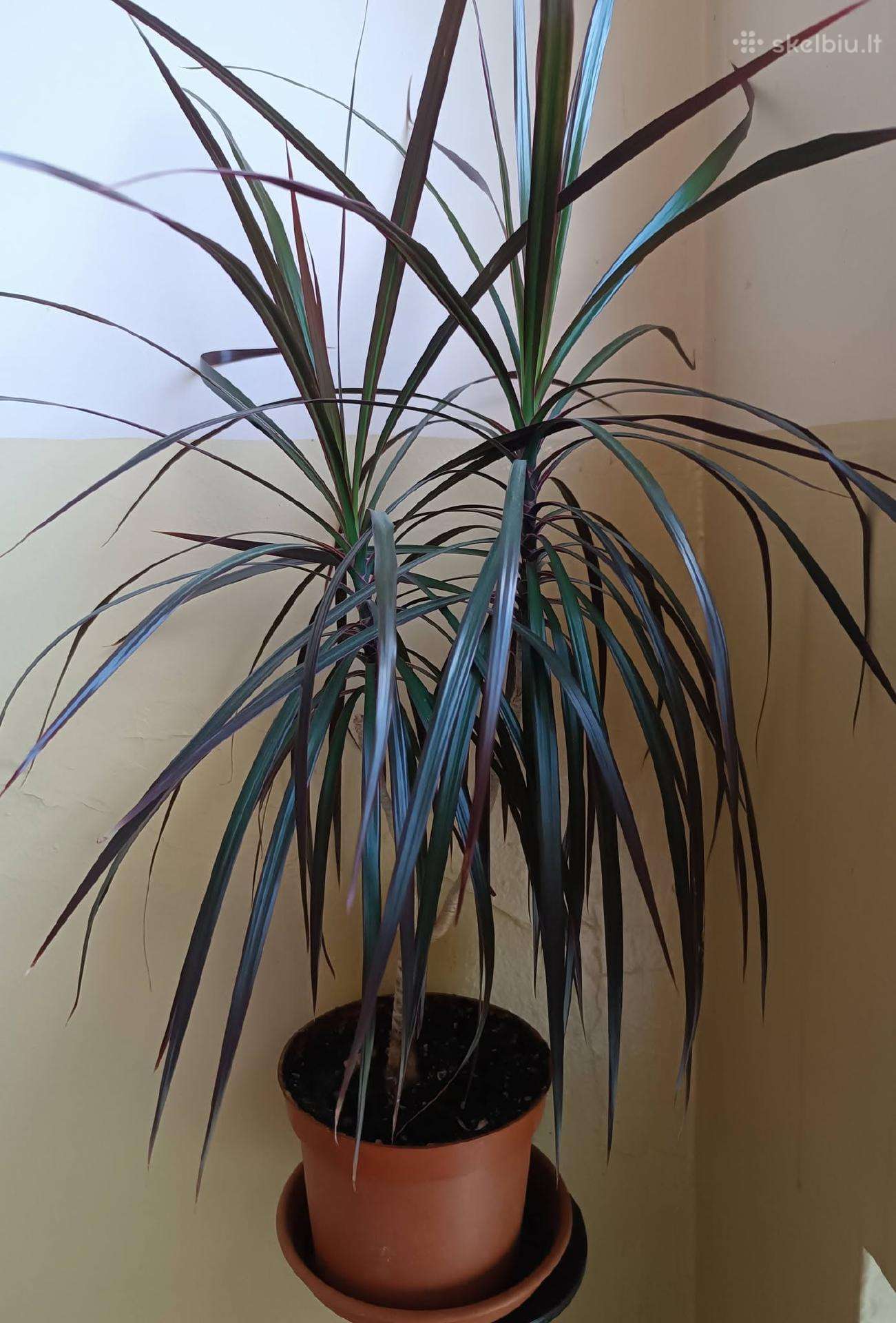 Dracena dark knight