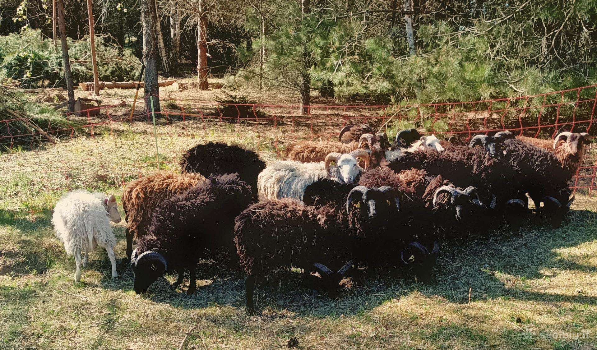 Škudžių avinai
