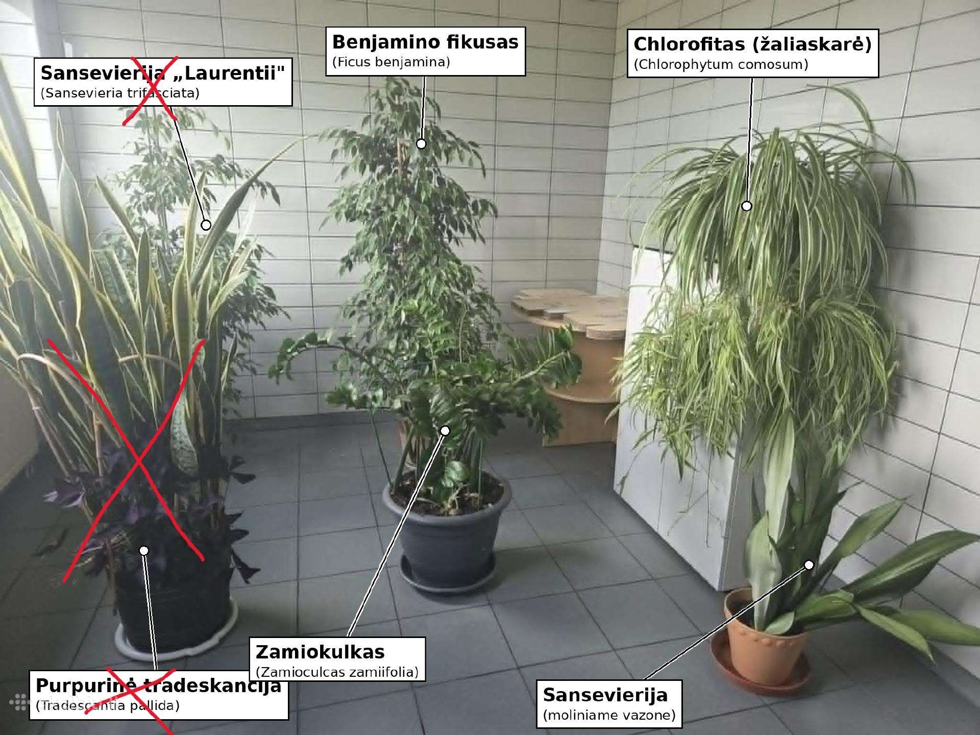 Kambarinių augalų kolekcija