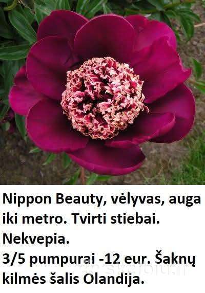 Nippon Beauty