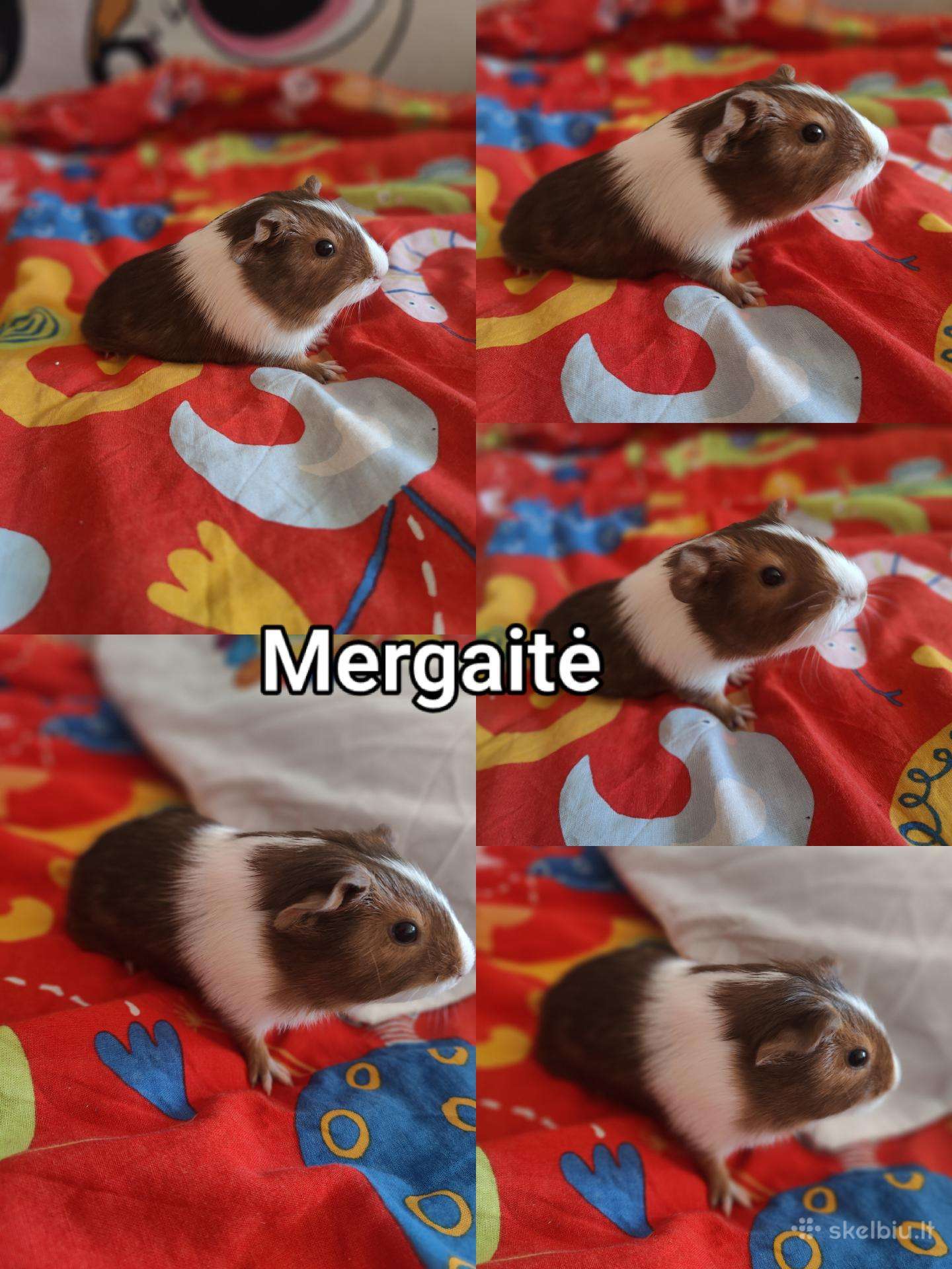 Jūrų kiaulytės