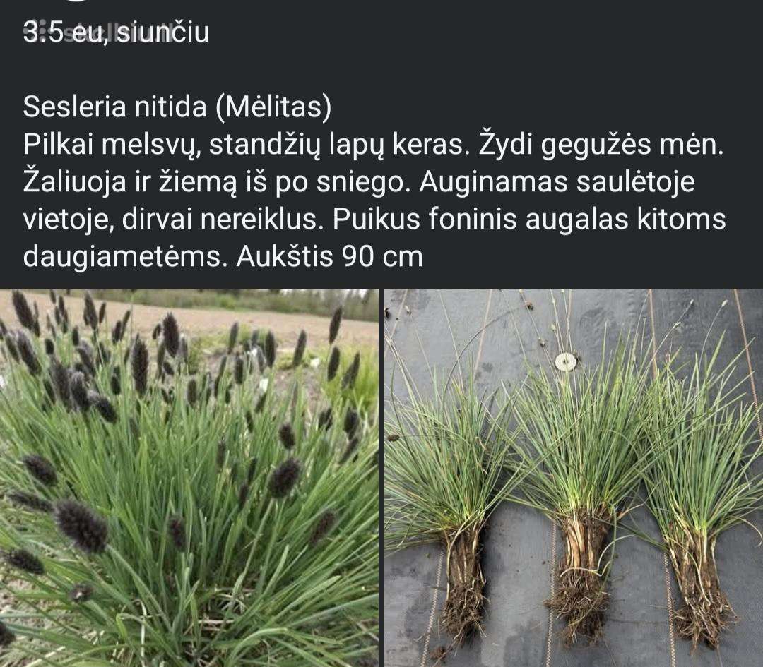 Melitas