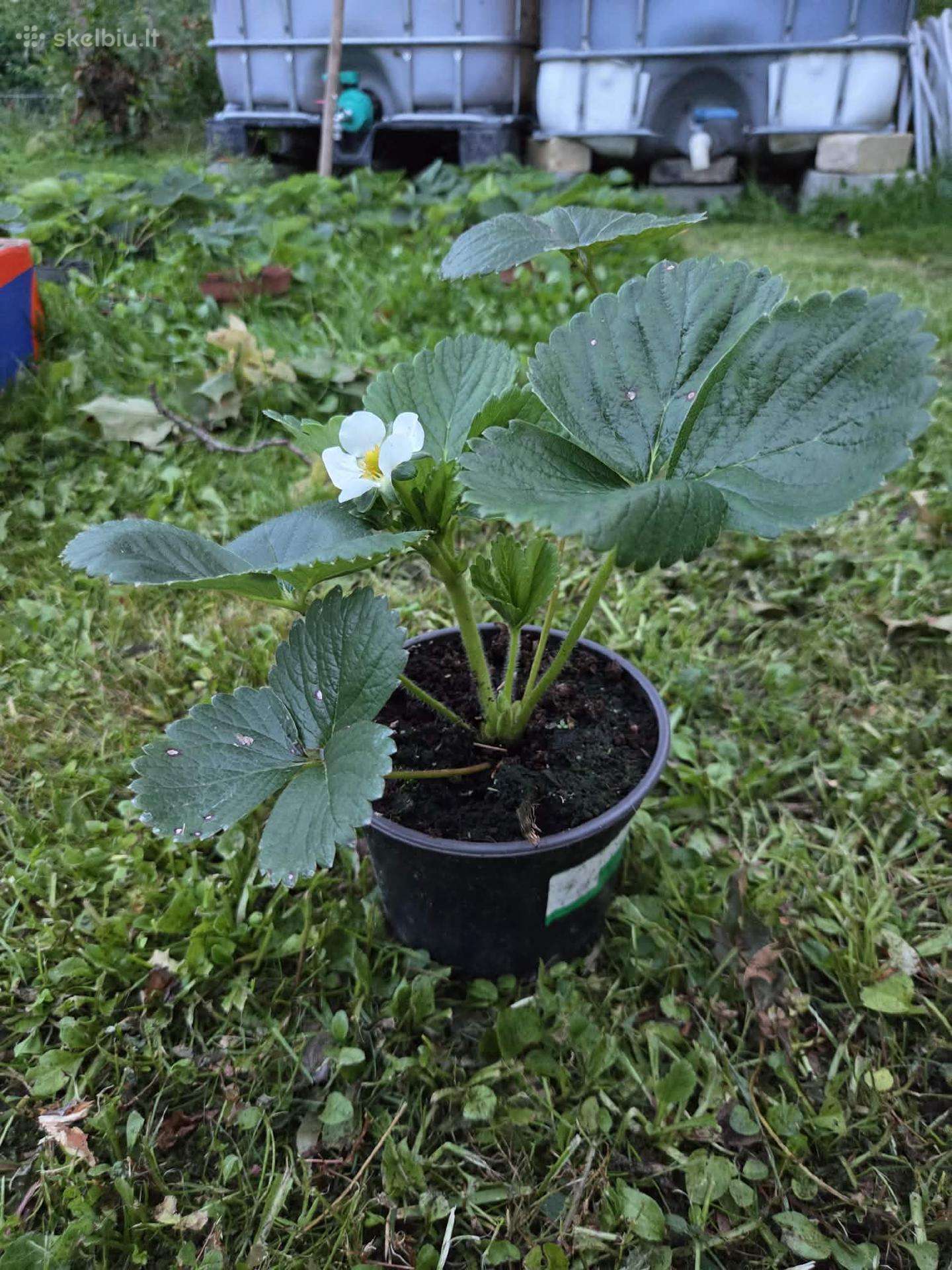 Braškių daigai vazonėliuose (kaina vnt)