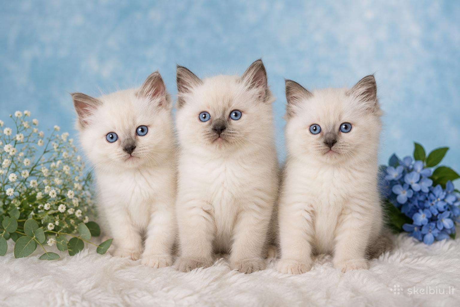 Ragdoll katinėliai