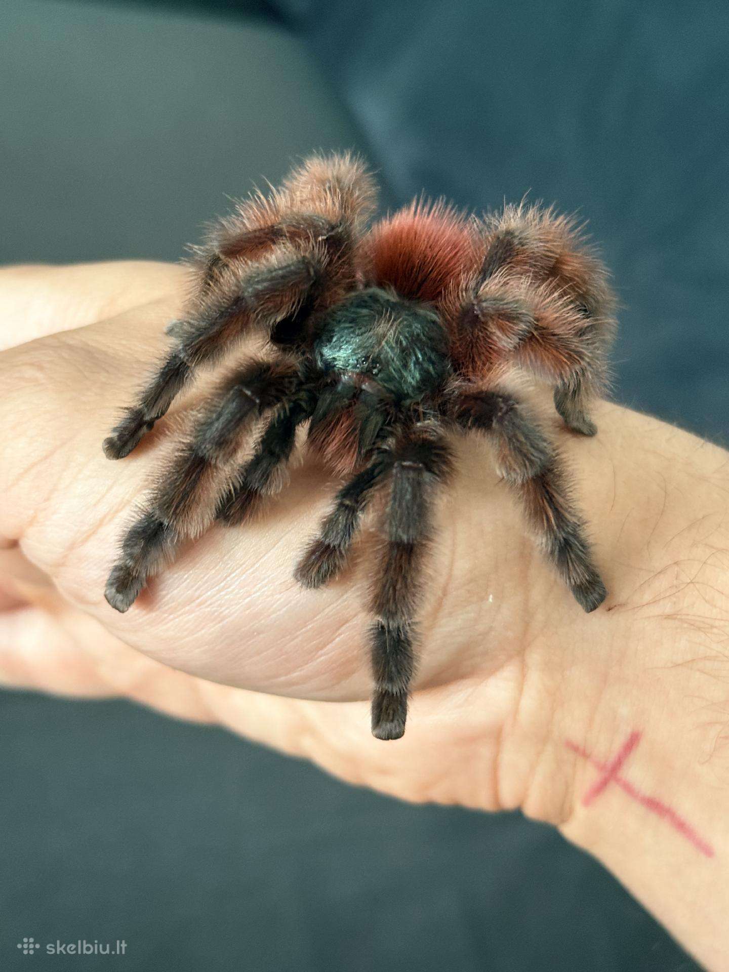 2 labai gražus Tarantulai Vorai. exo terra