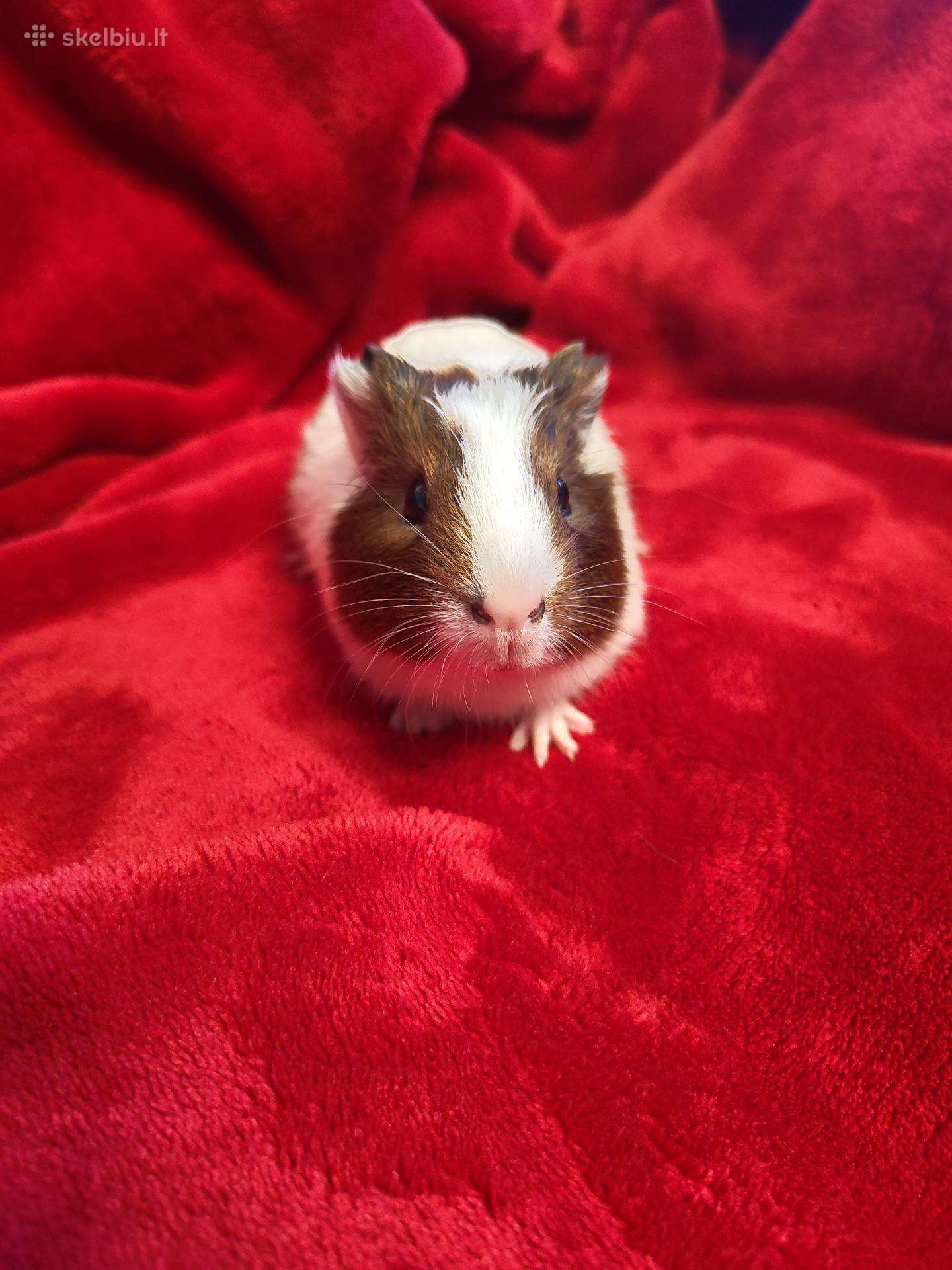 Jūrų kiaulyte