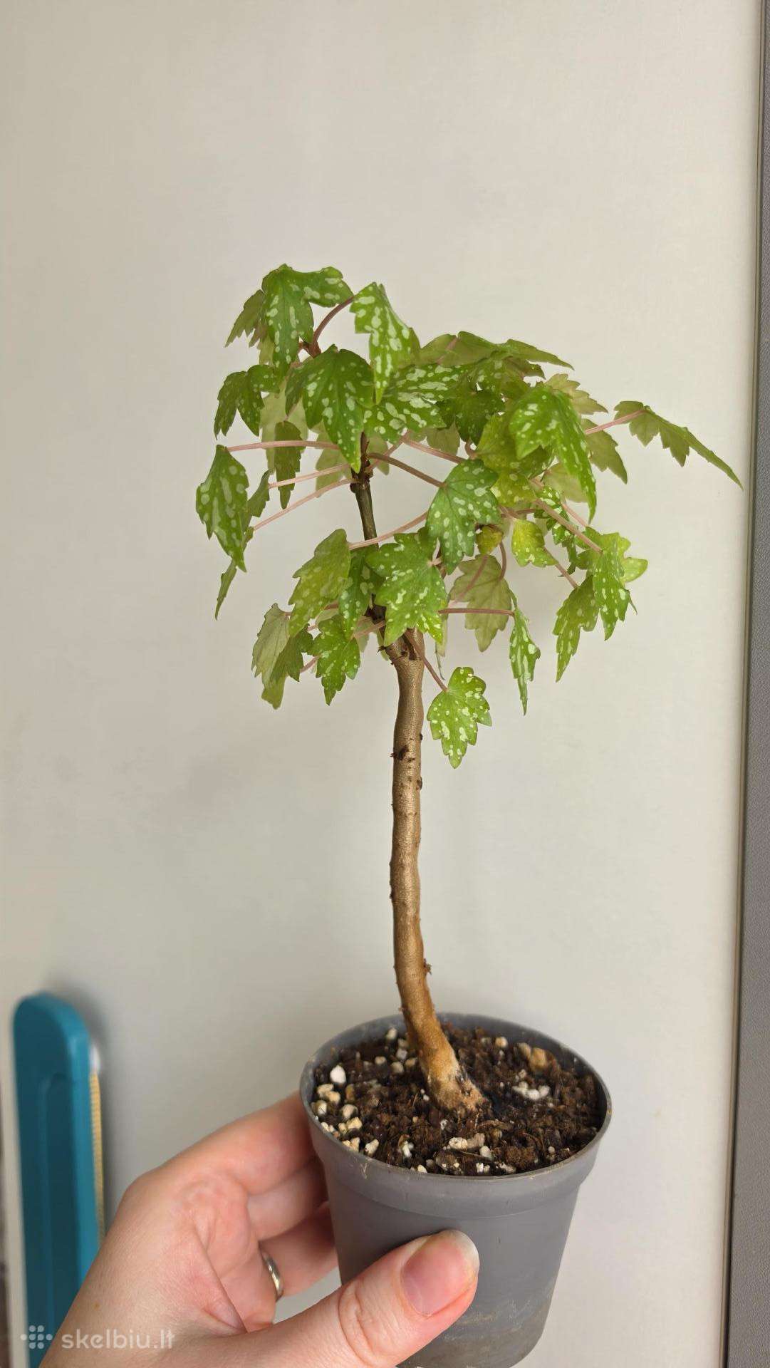 Begonia dregei glasgow