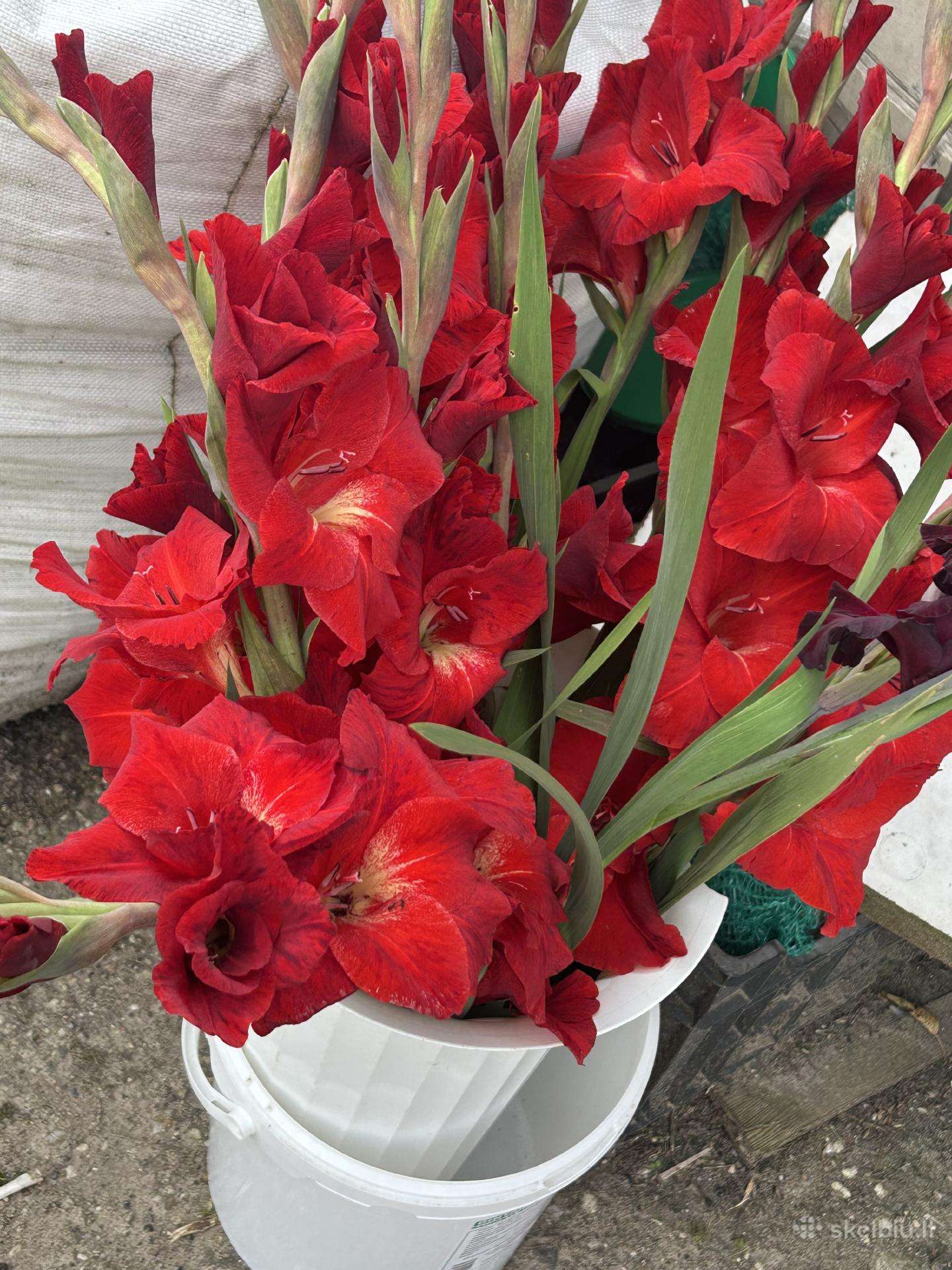 Parduodu gėles gladiolusai-karteliai