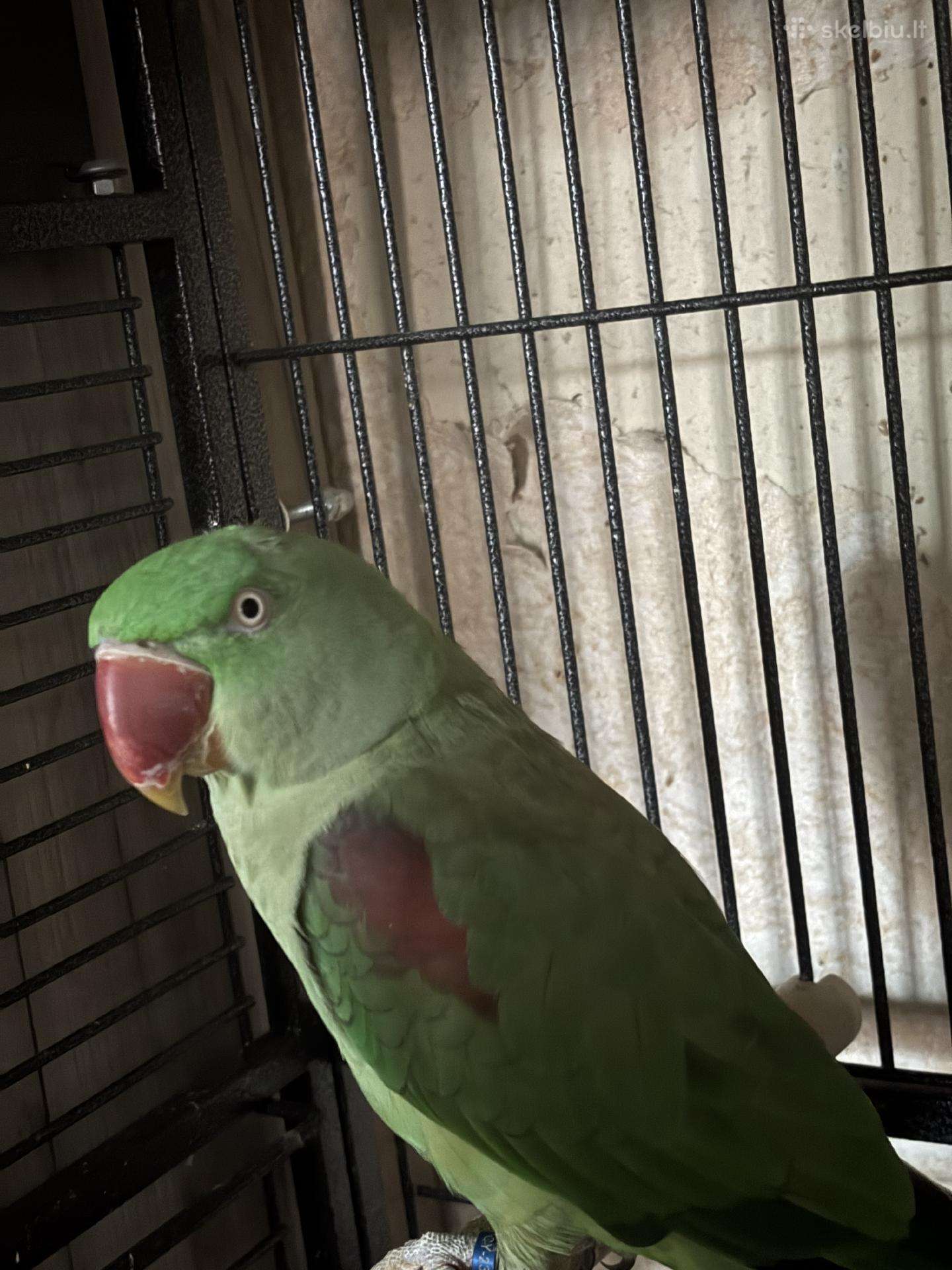 Parduodame papugas