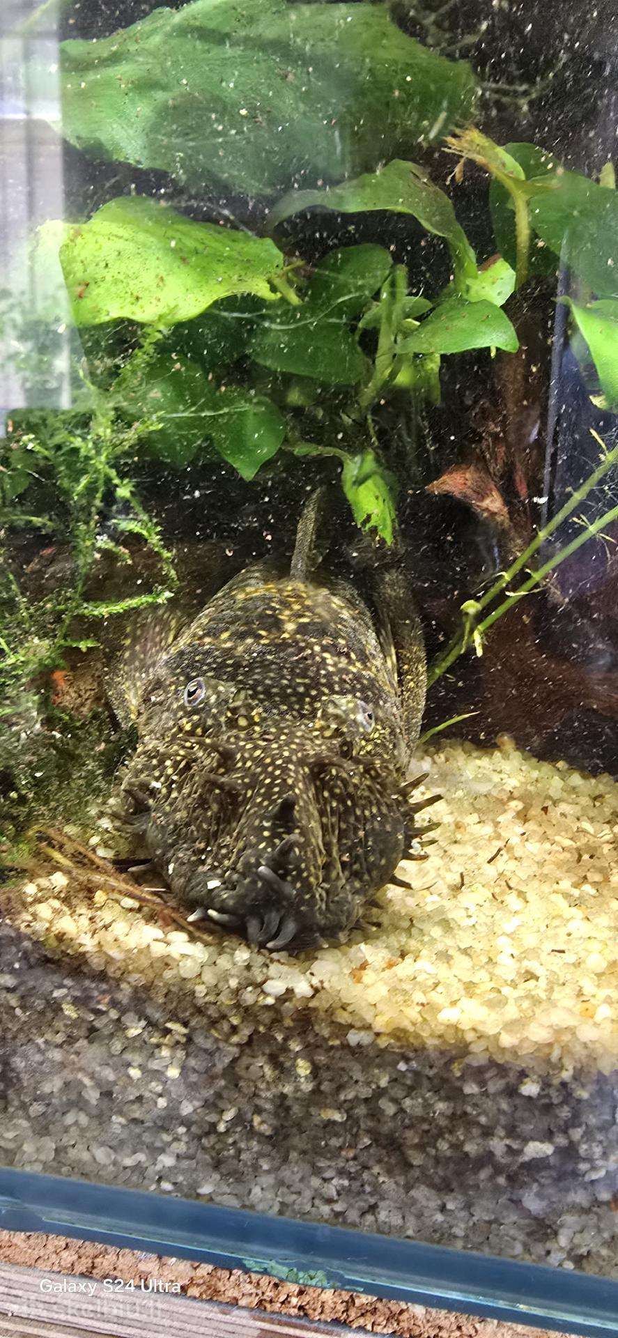 Dovanoju akvariuminius didelius ancitrusus