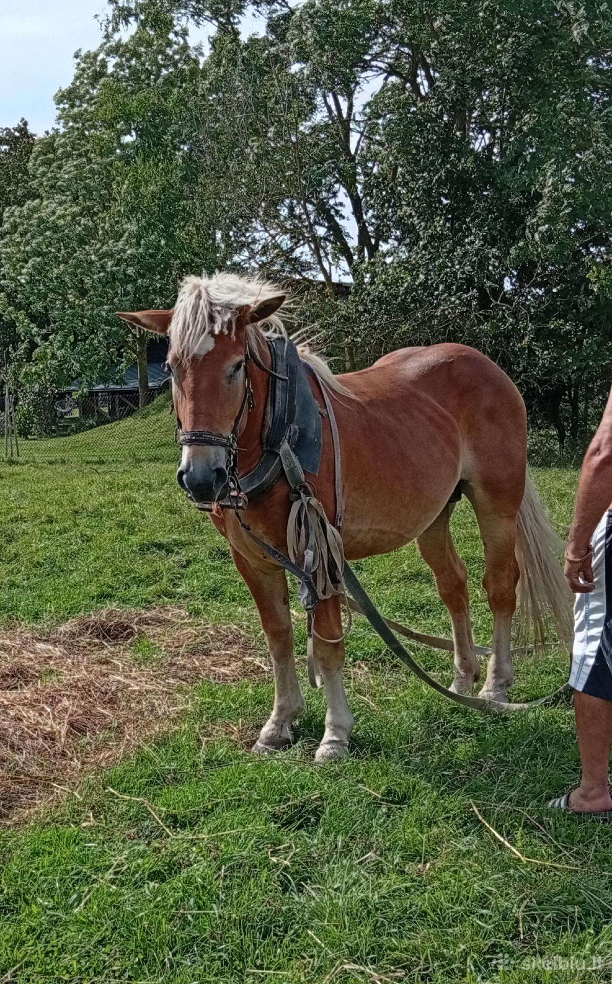 Eržilas