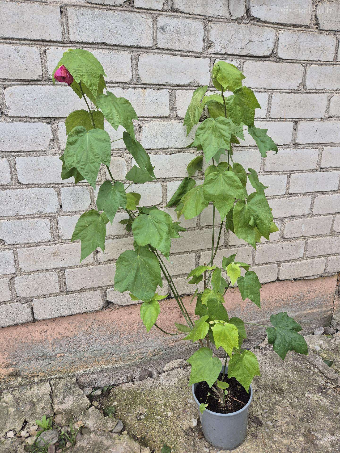 Kambarinis Klevelis Abutilon