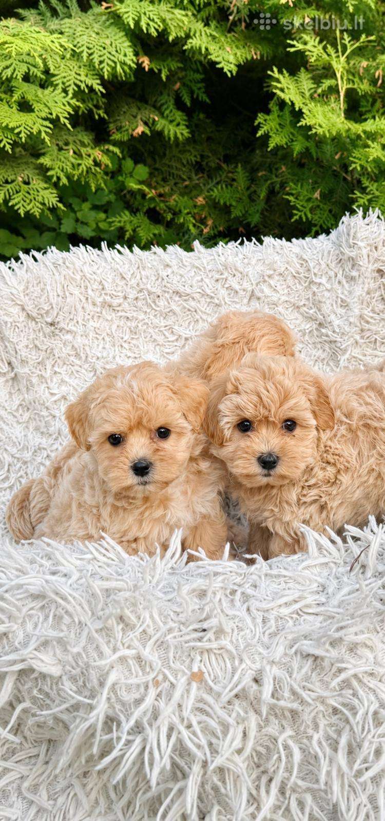 Maltipoo F1