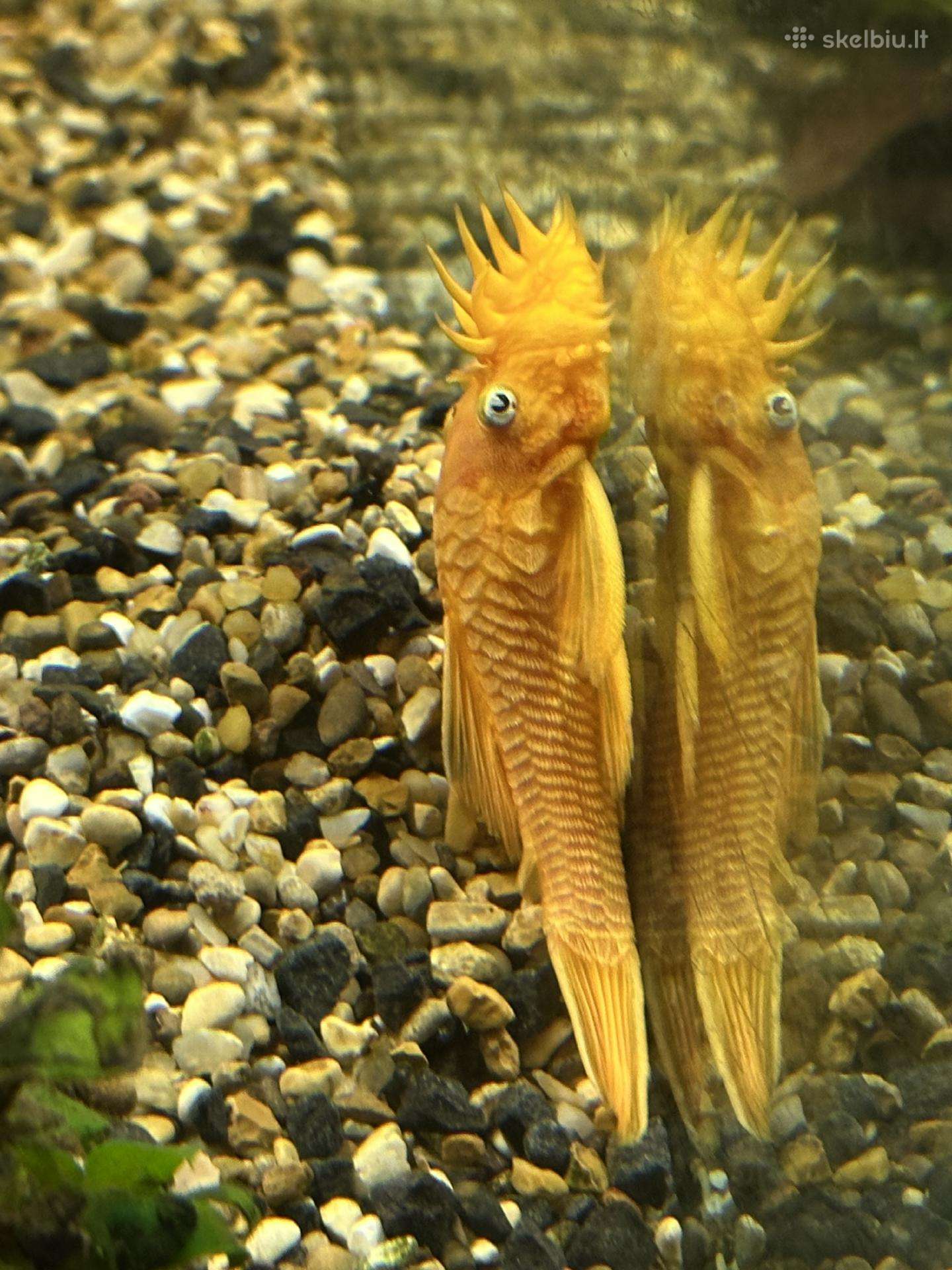 Ancitrusas akvariumo žuvis