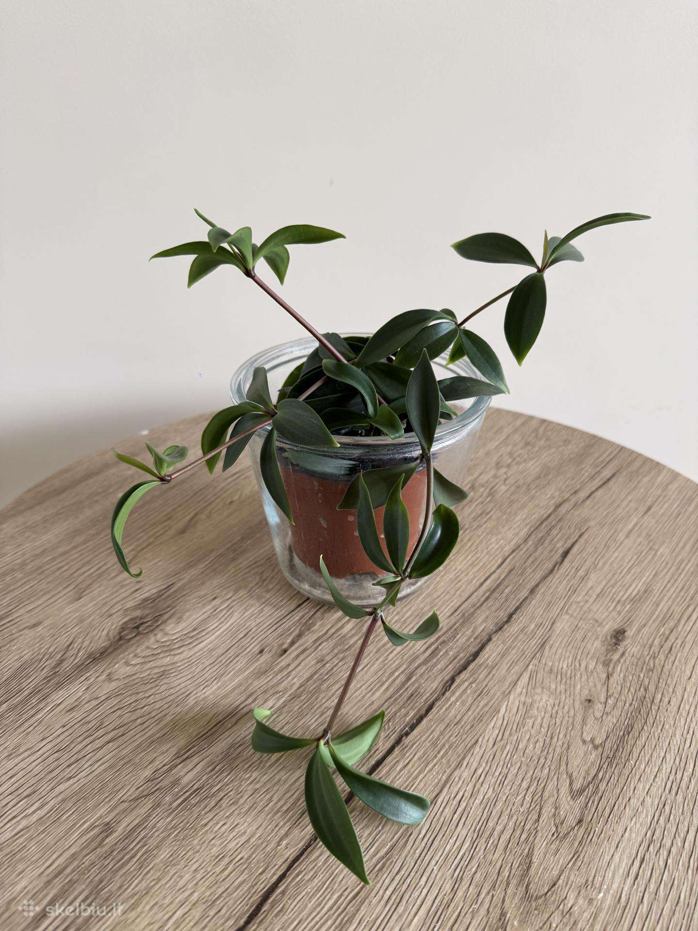 Peperomia pereskiifolia
