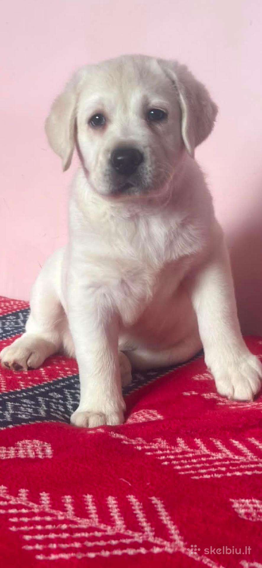 Kilmingi labradoro Retriveriai Angelų Rojus